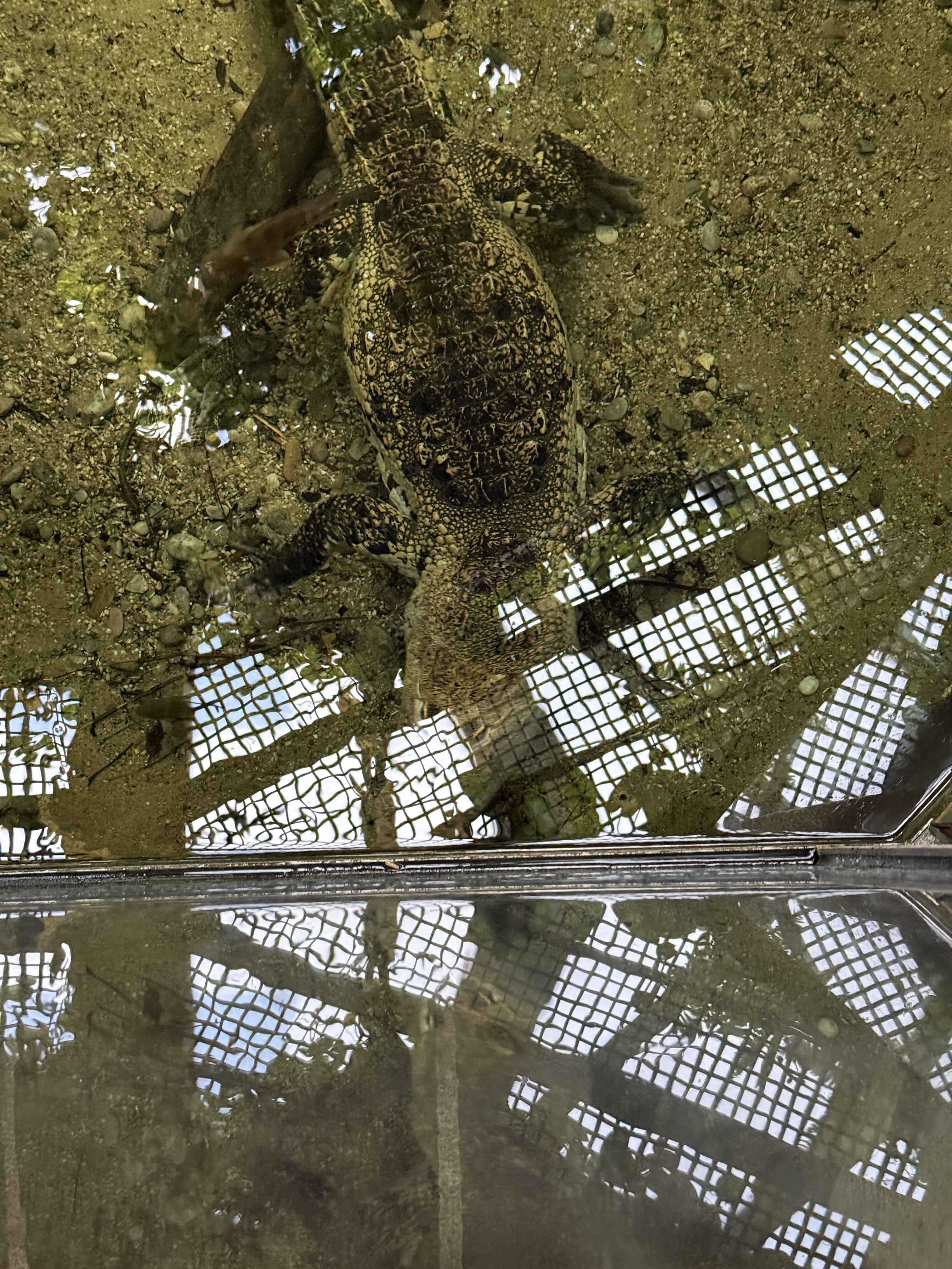 butterfly chrysalises on bamboo