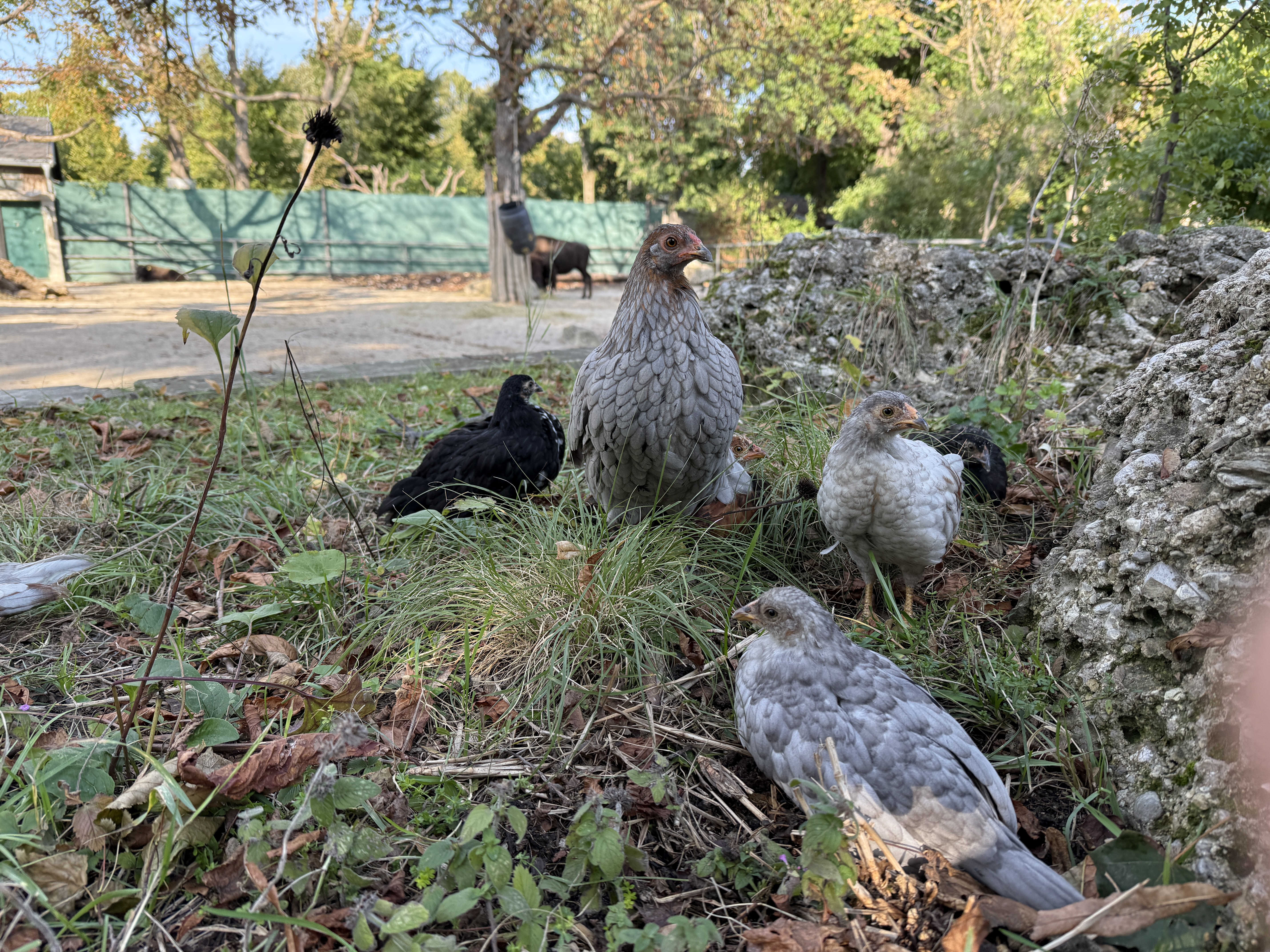 chickens in grassy area