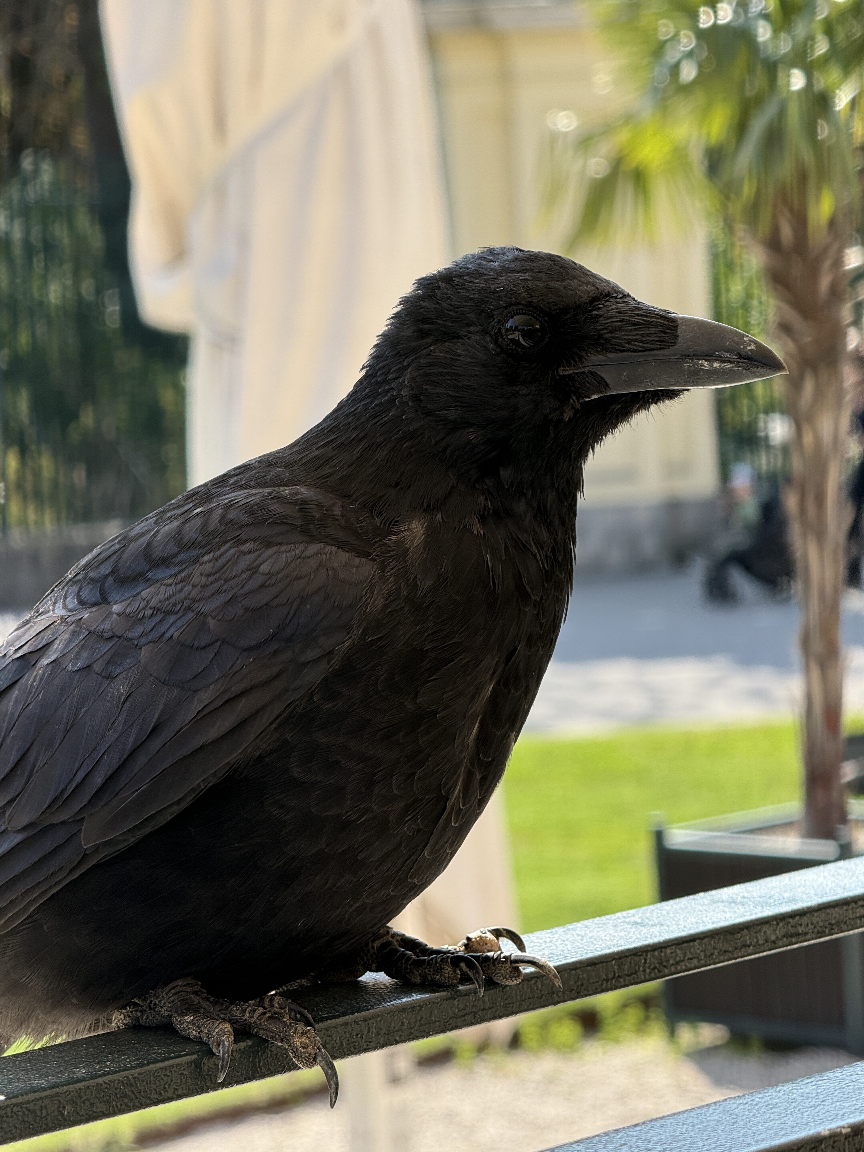 close up black crow