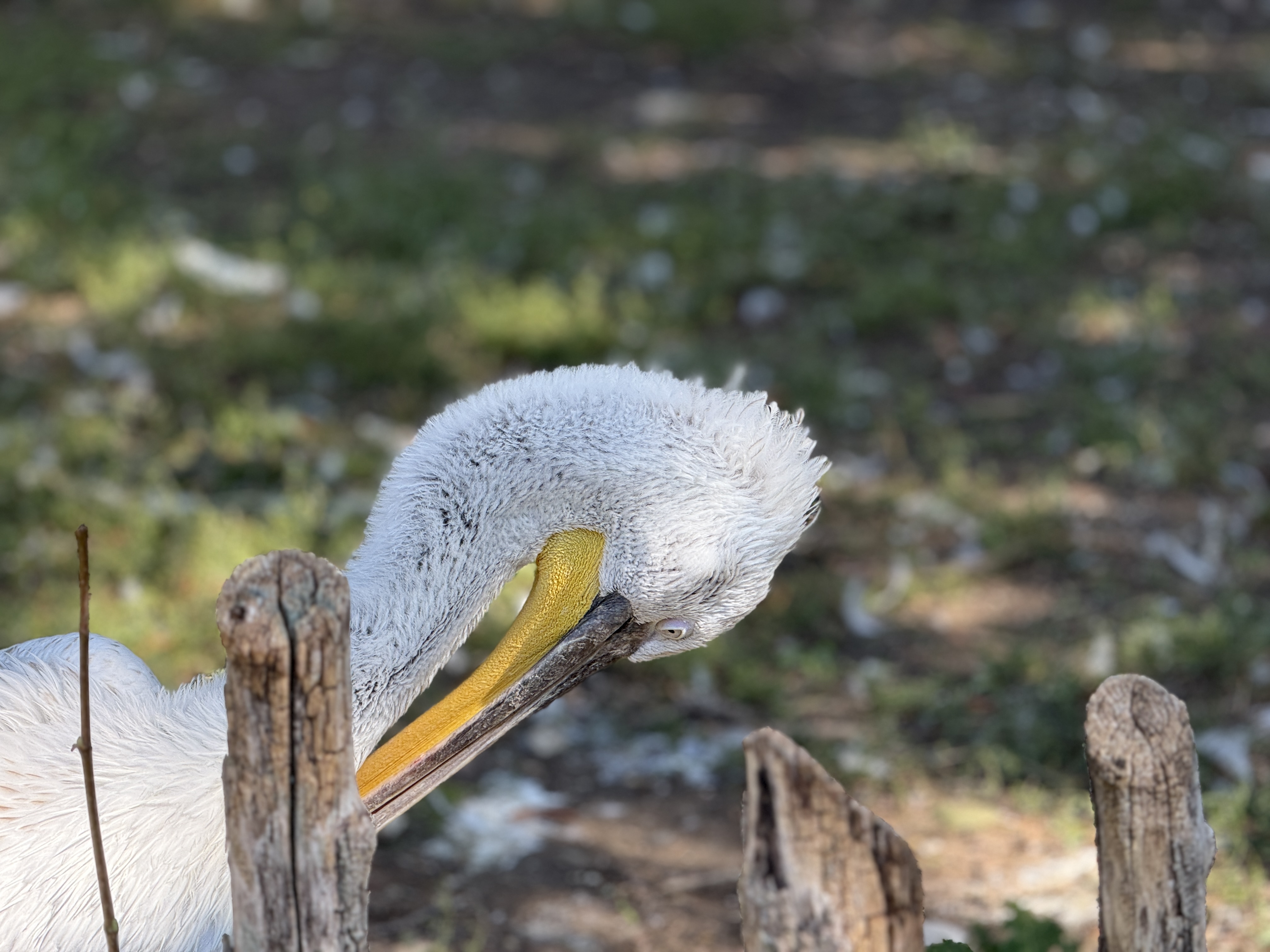 close up pelican behind fence