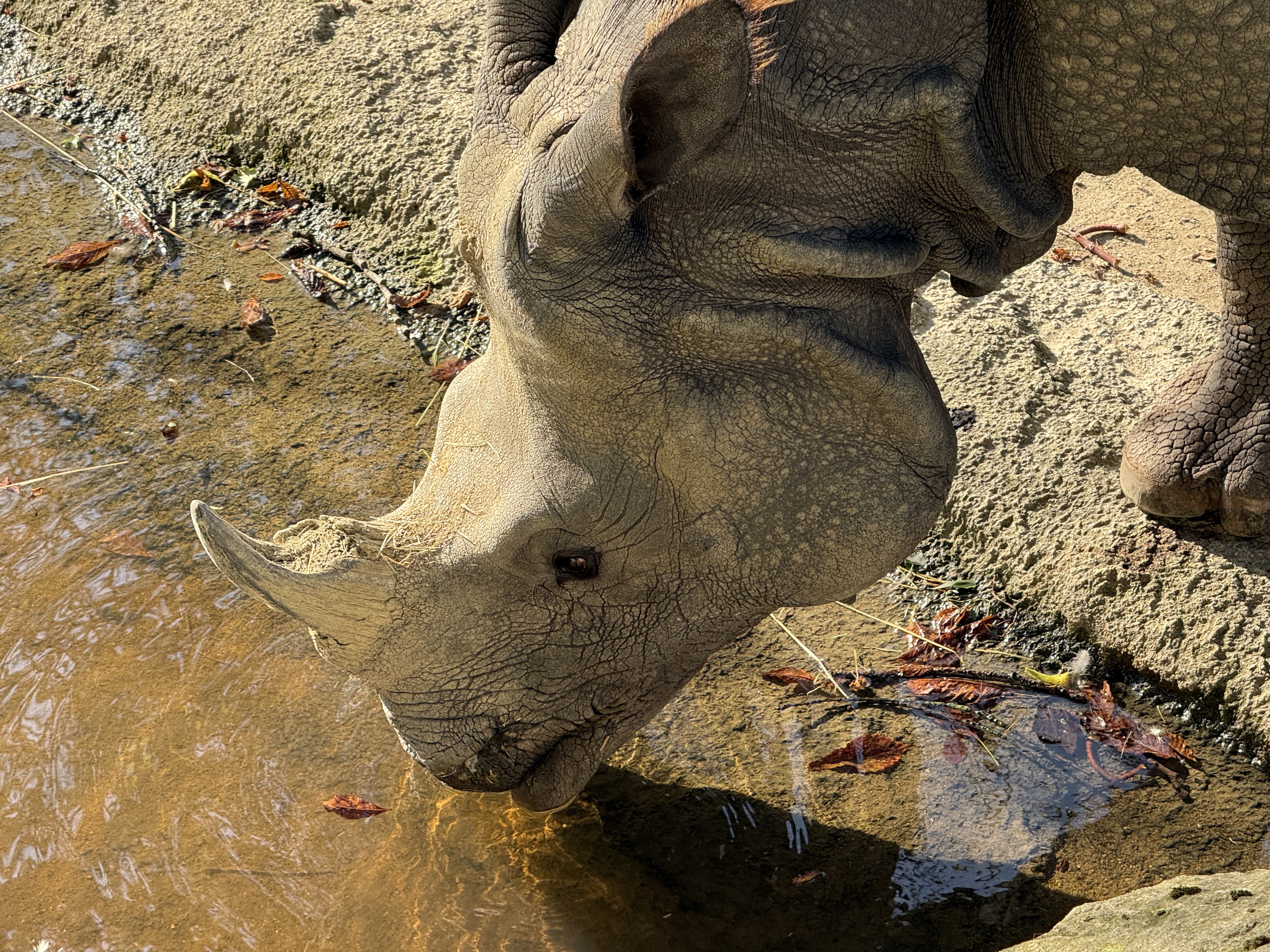 close up rhinoceros drinking