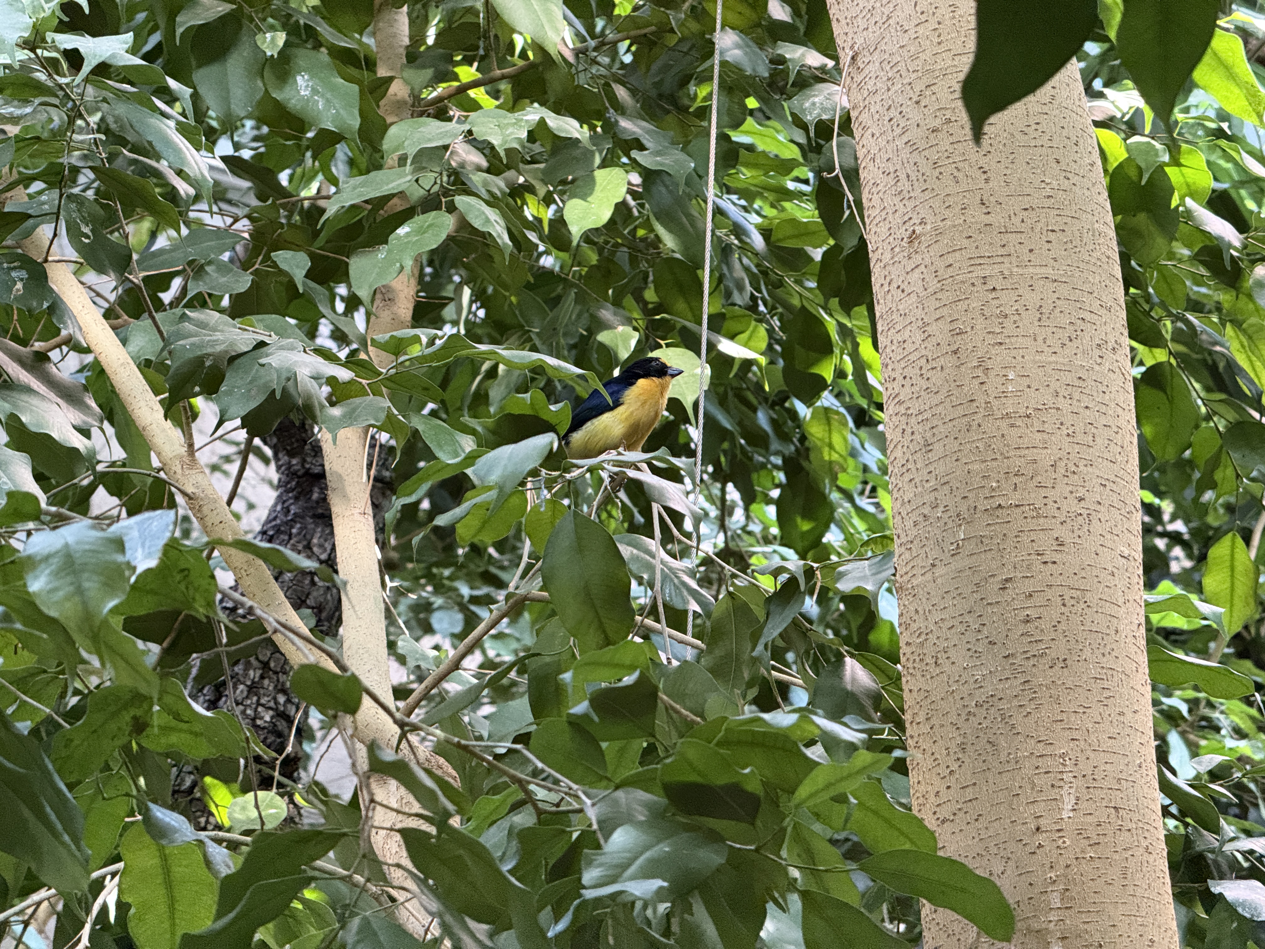 colorful bird in forest