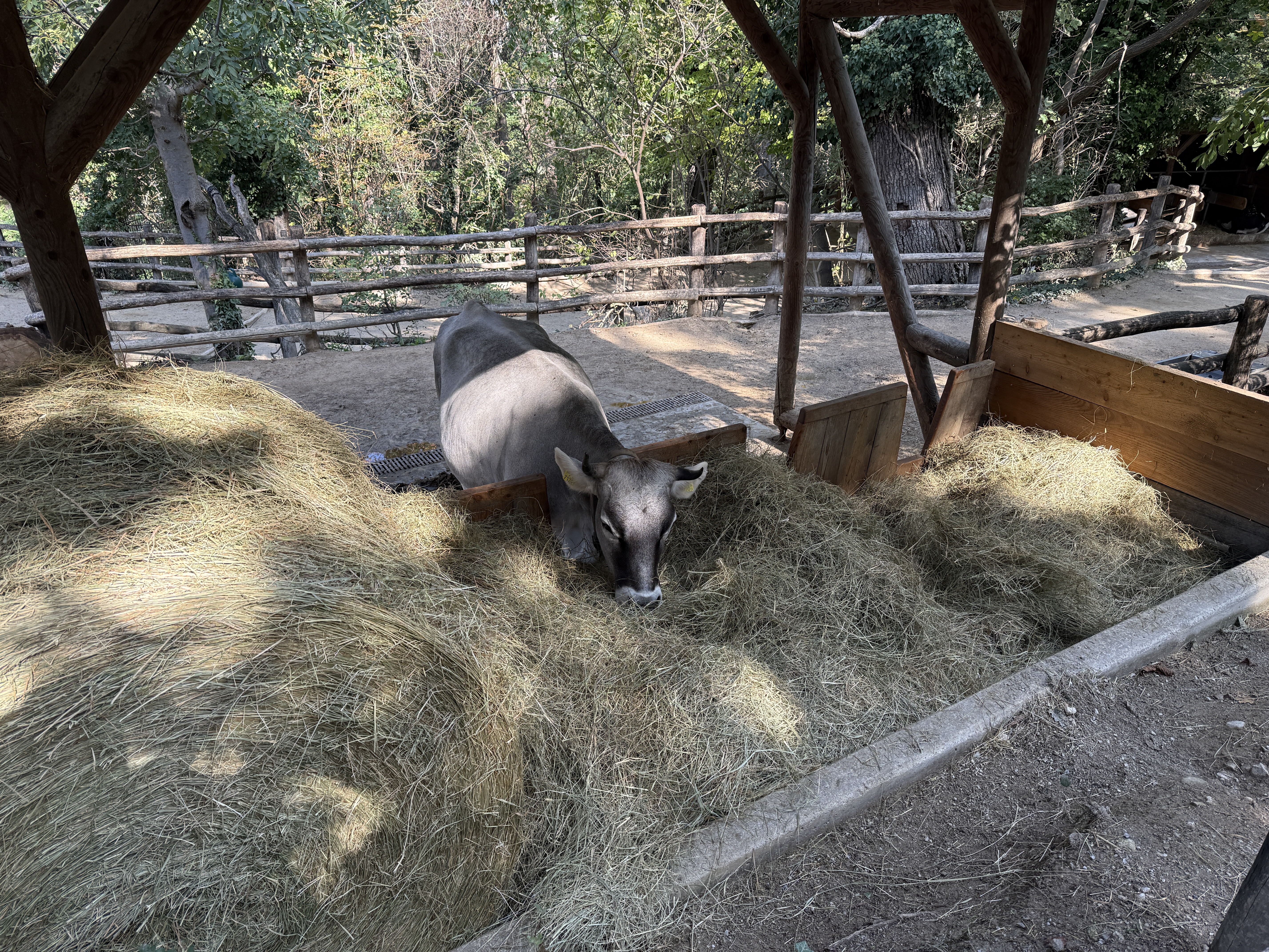 cow eating hay shelter