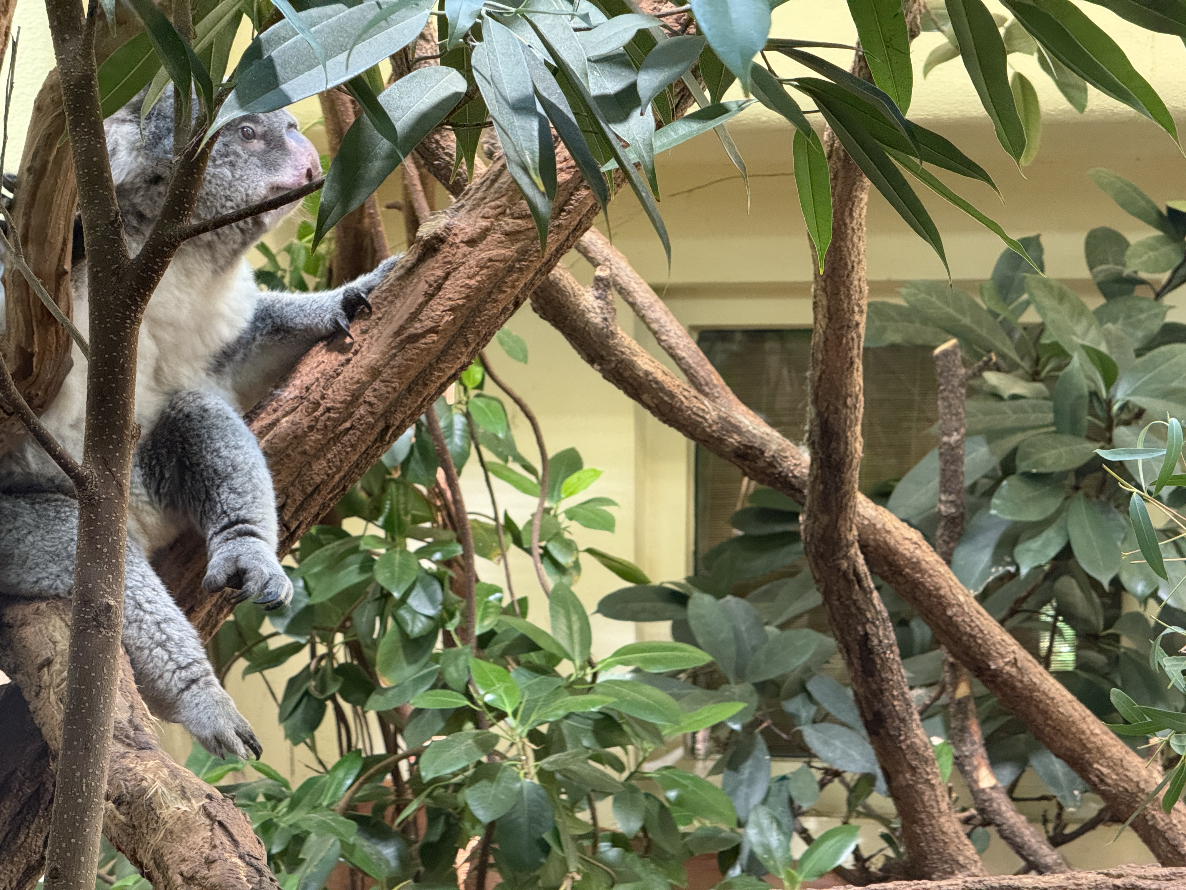 crocodile underwater view