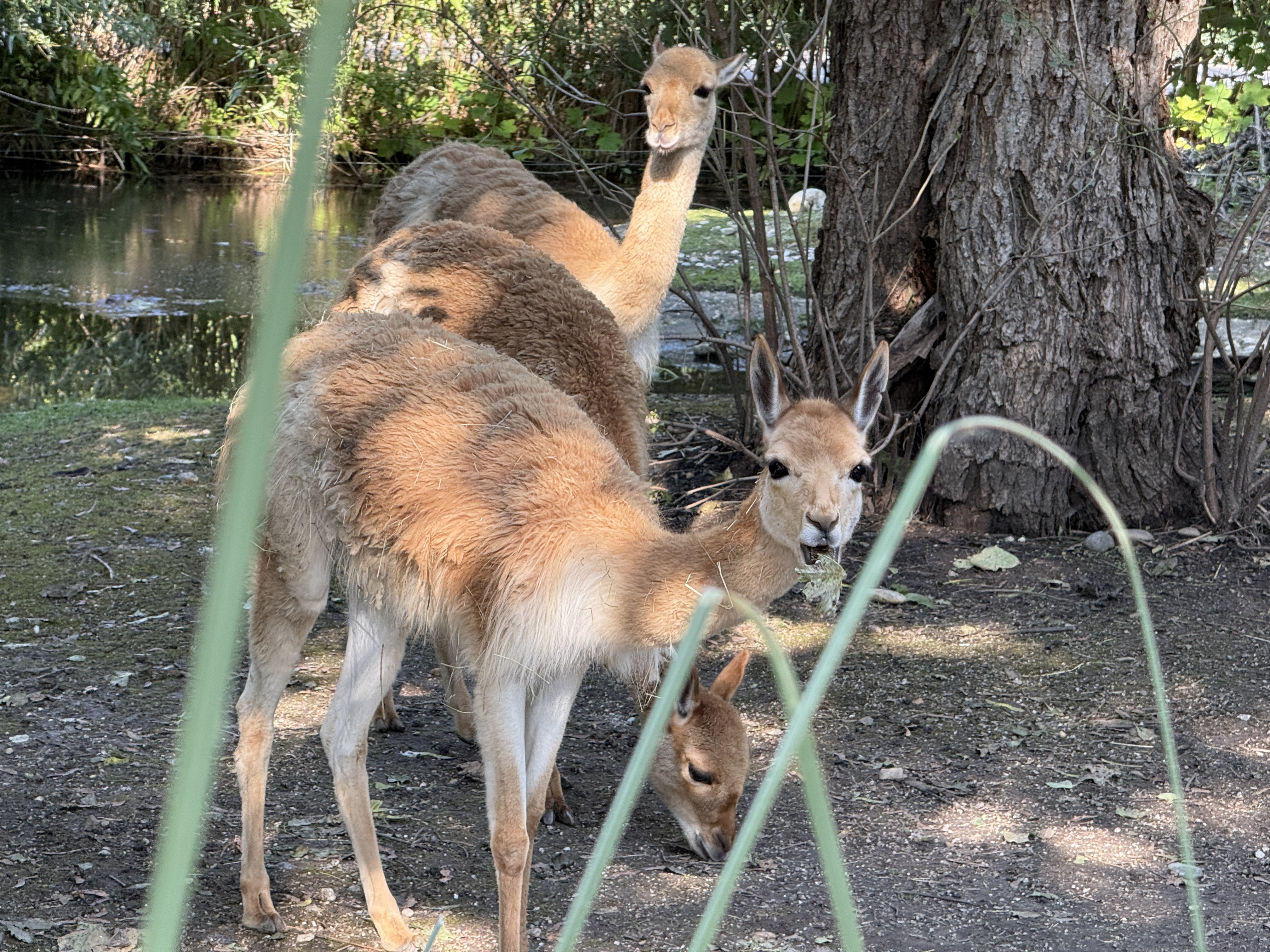 deer grazing near tree