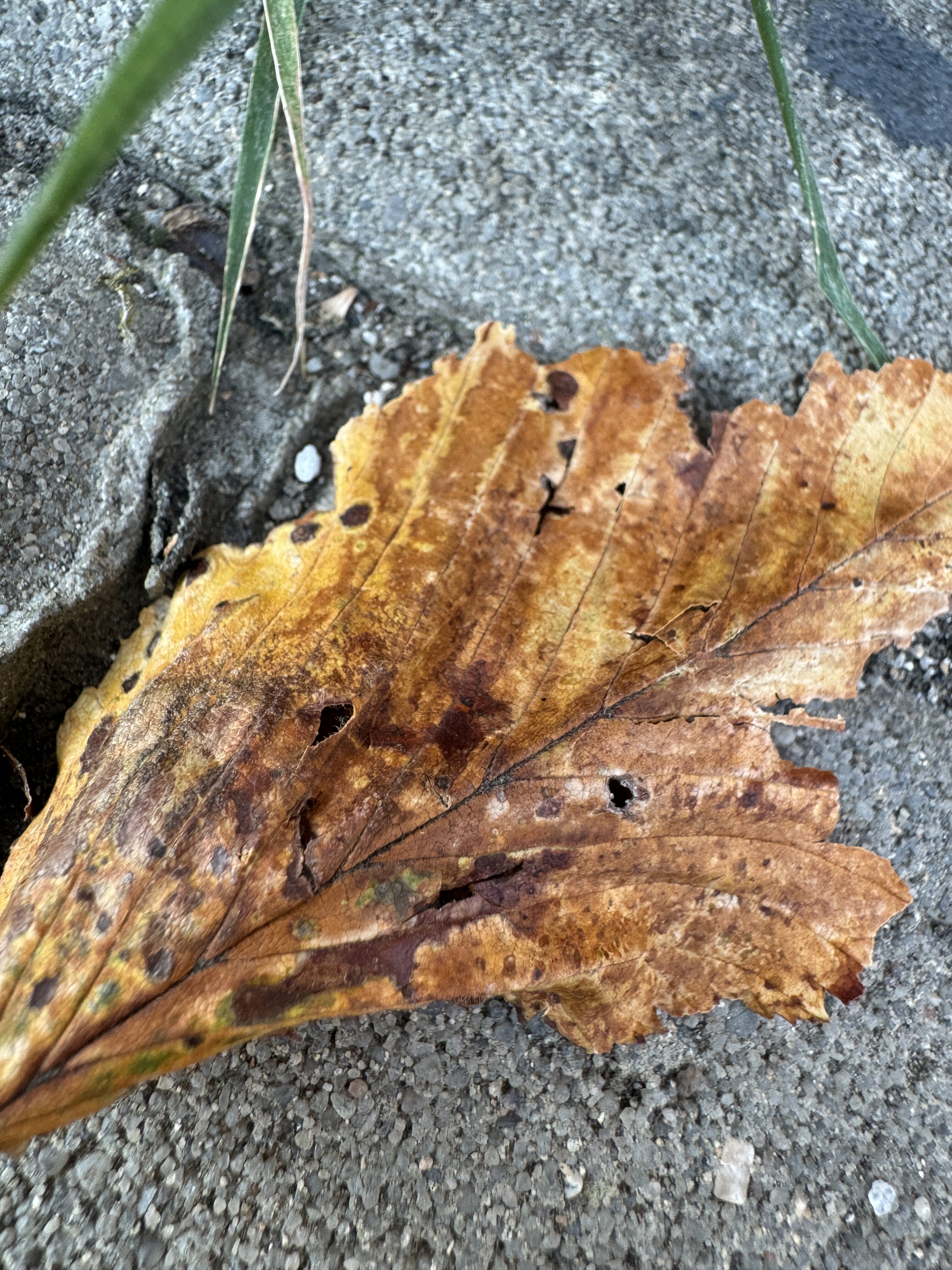 dry leaf on ground