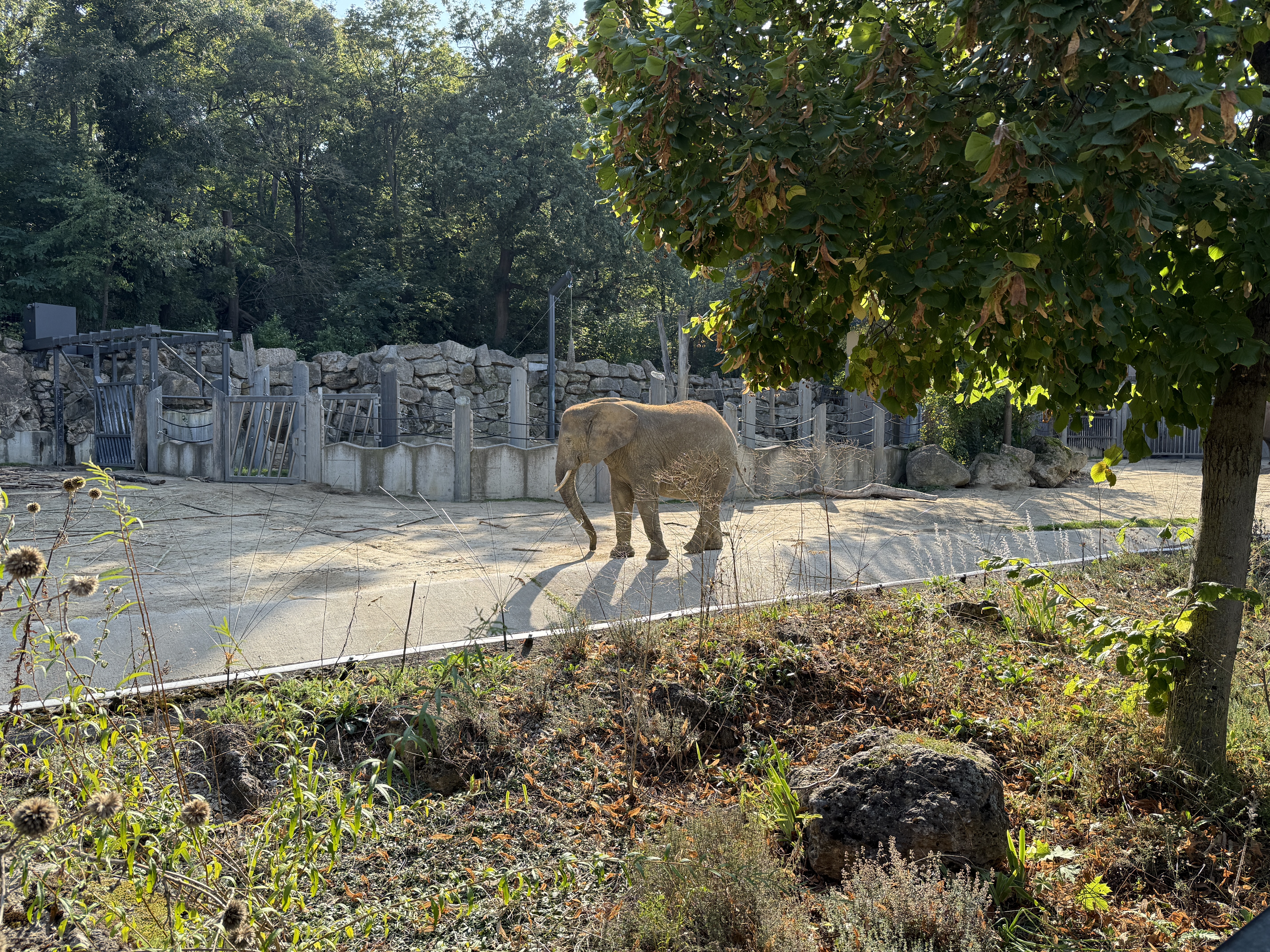 elephant walking in enclosure