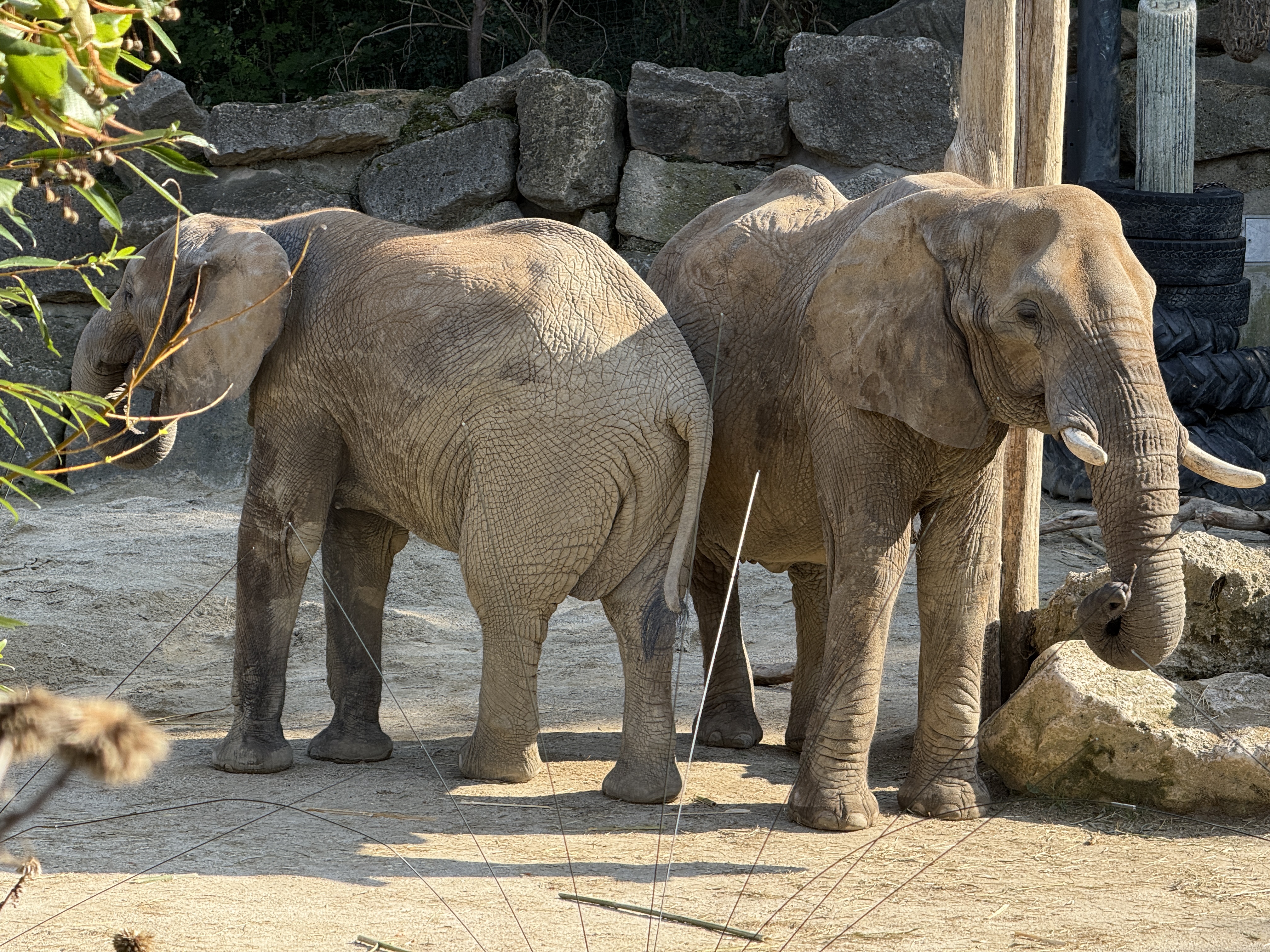 elephants standing together