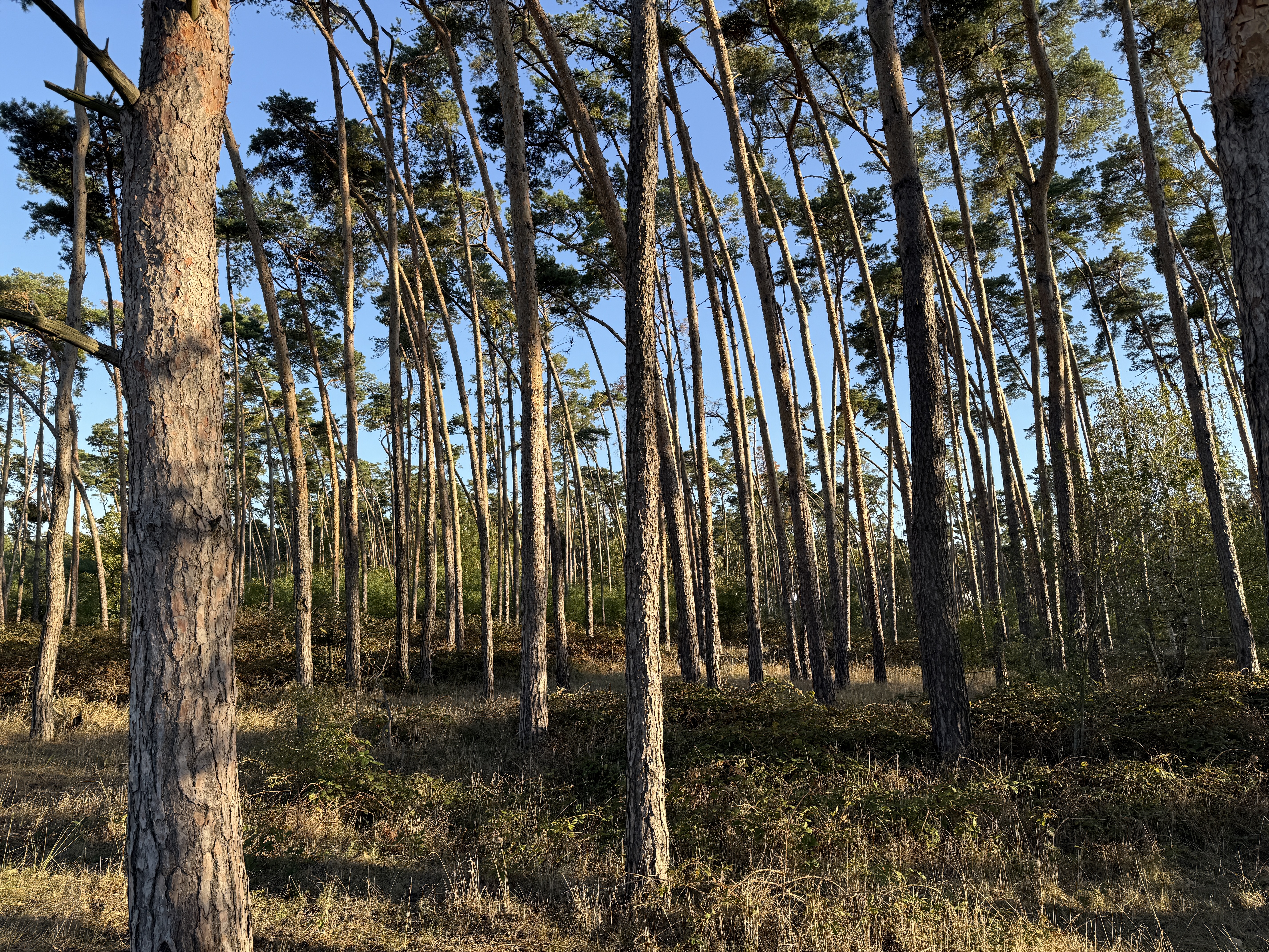 forest trees sunlight