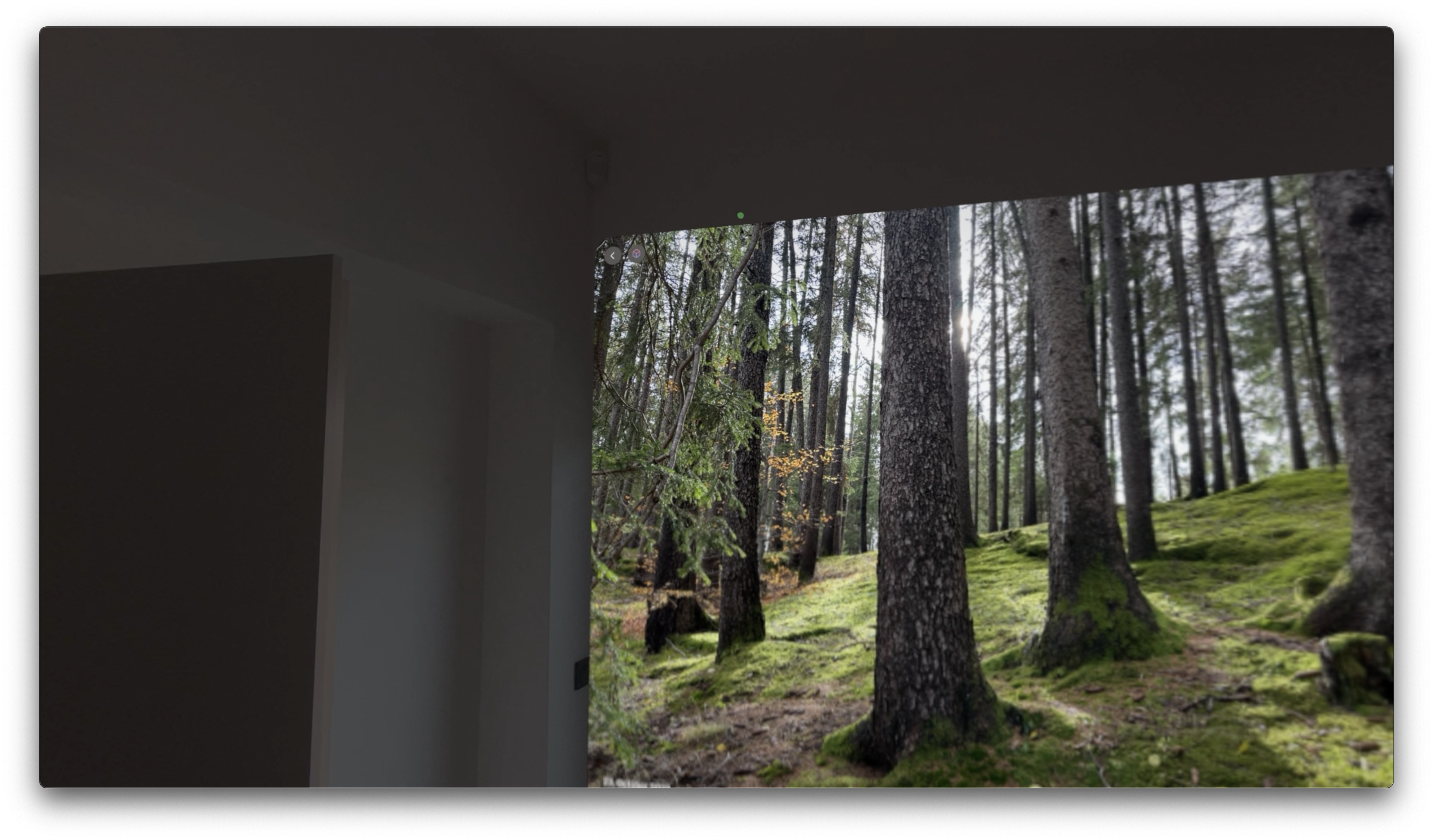 forest view from window