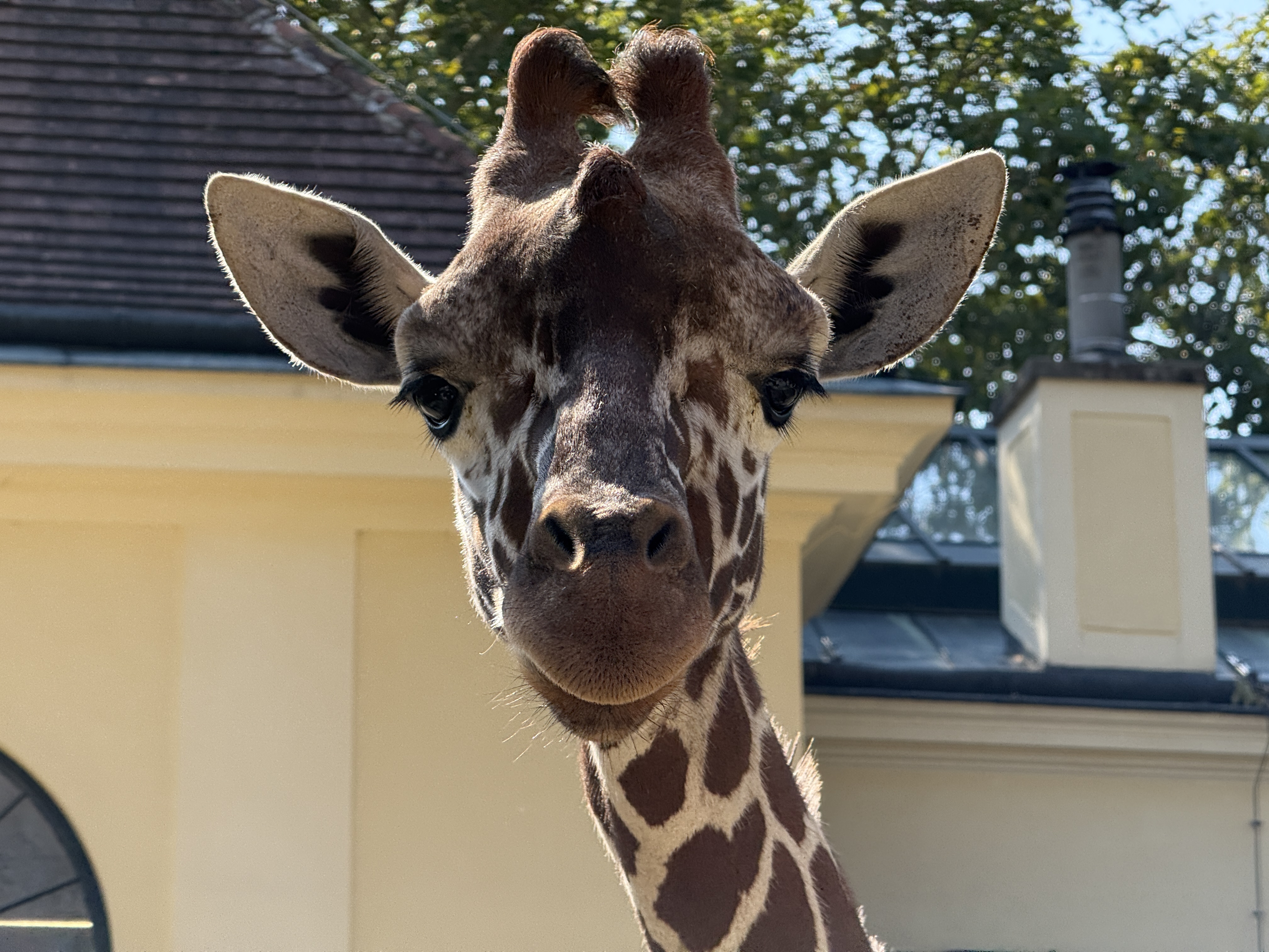 giraffe face close up