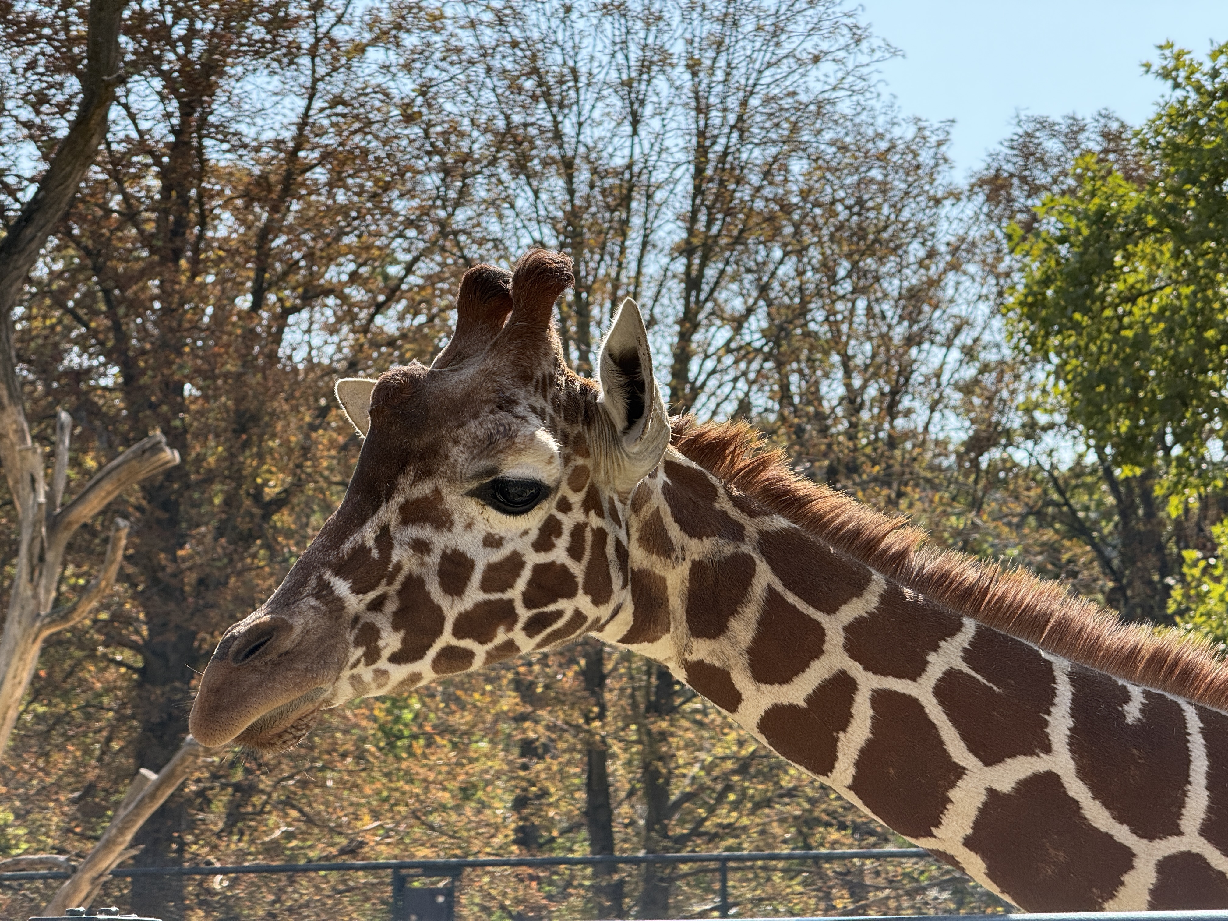 giraffe head close up