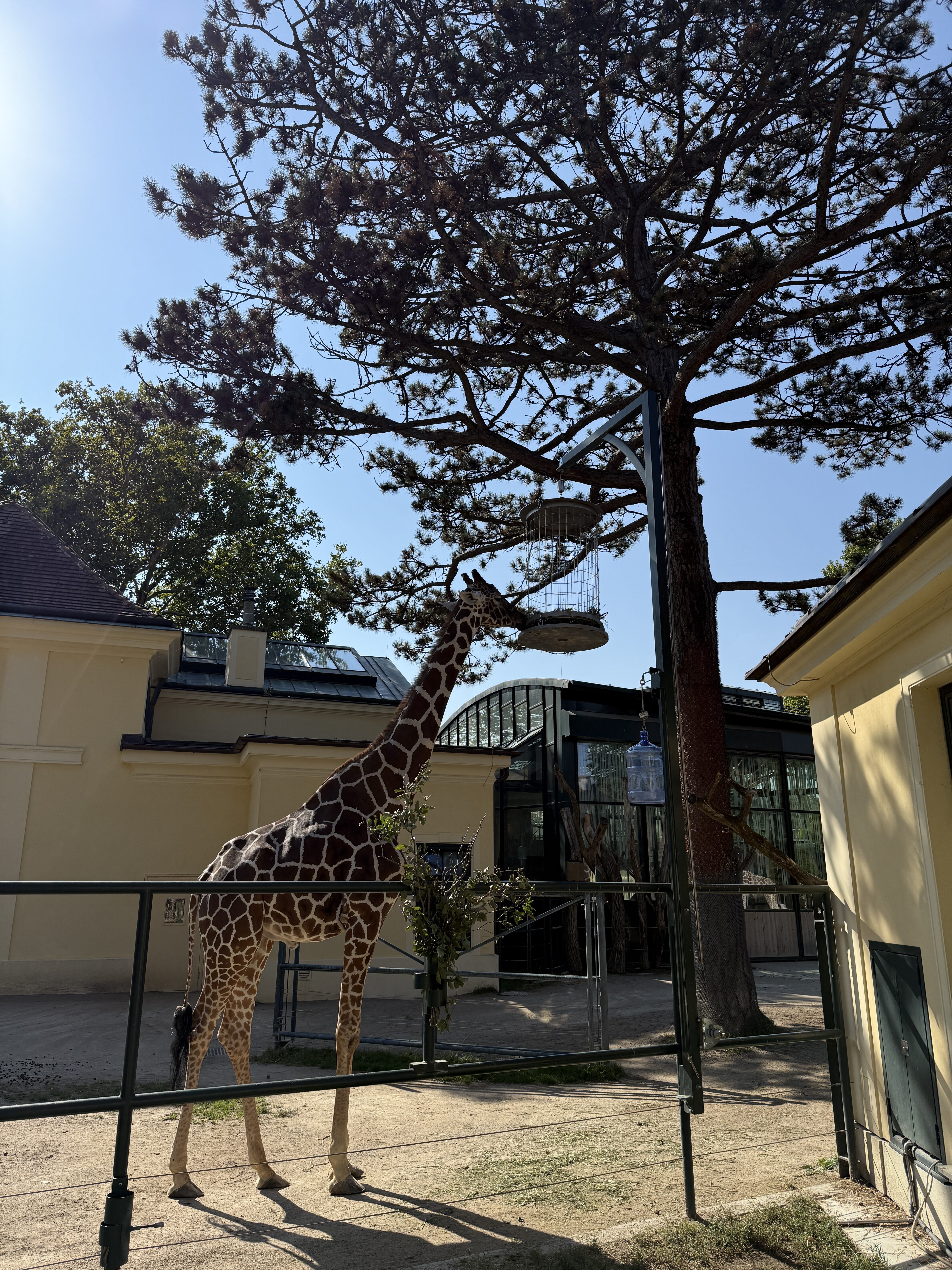 giraffe near tall tree