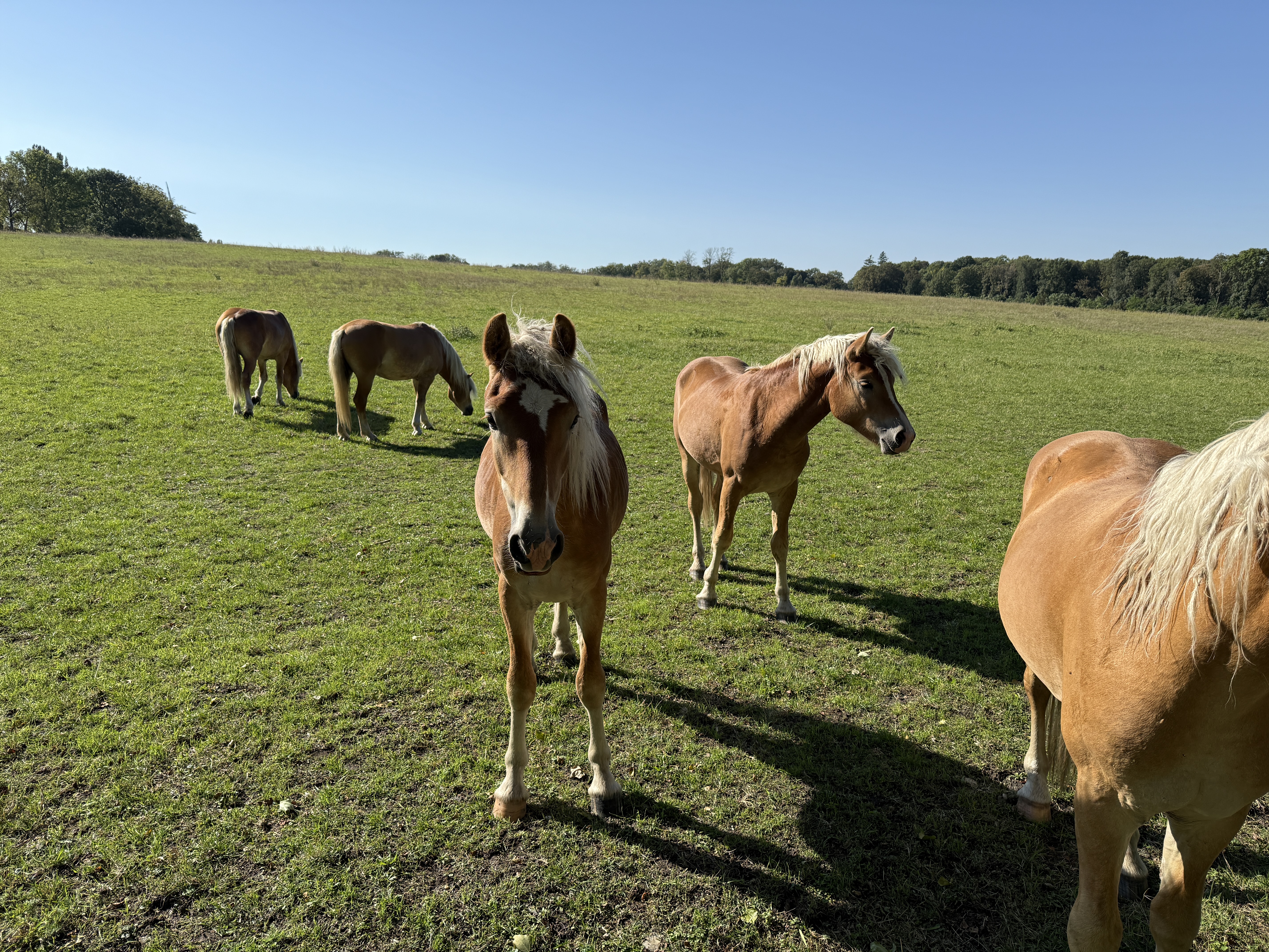 horses grazing field