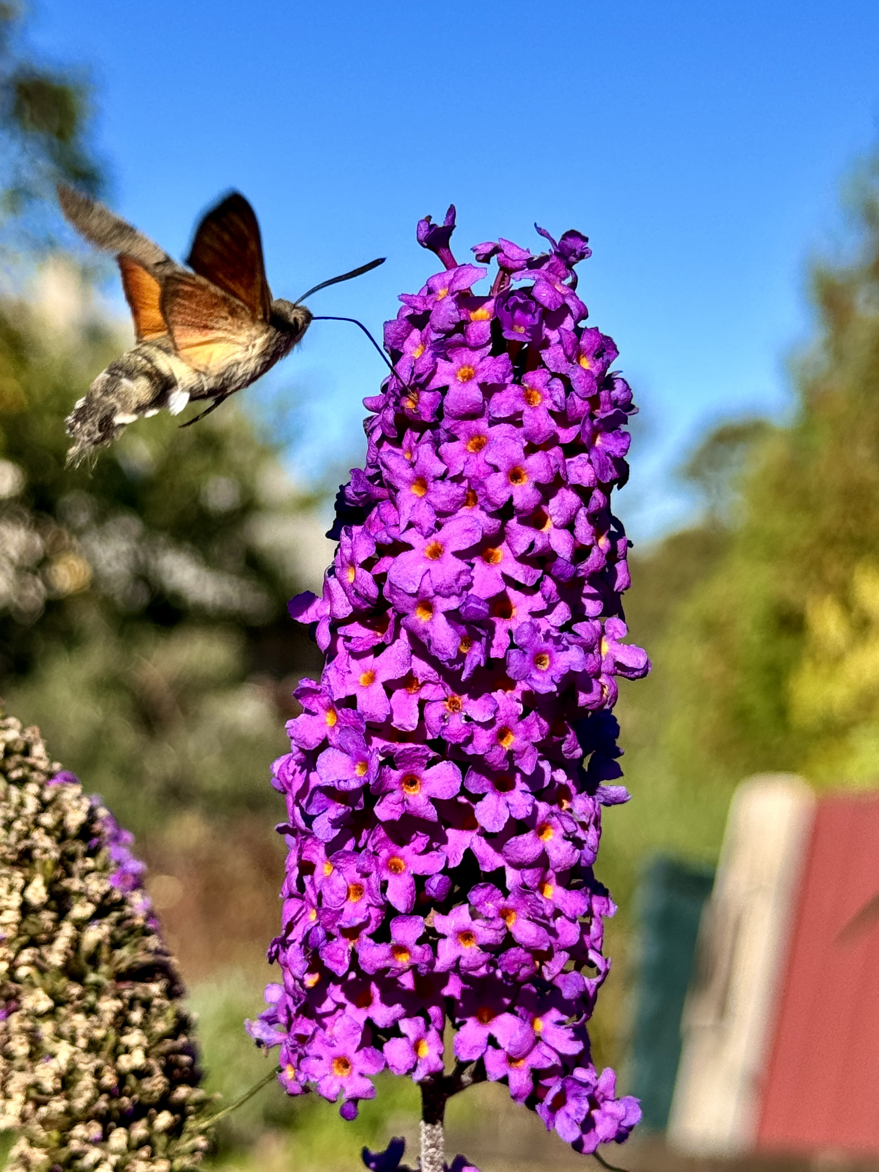 hummingbird moth on purple flower