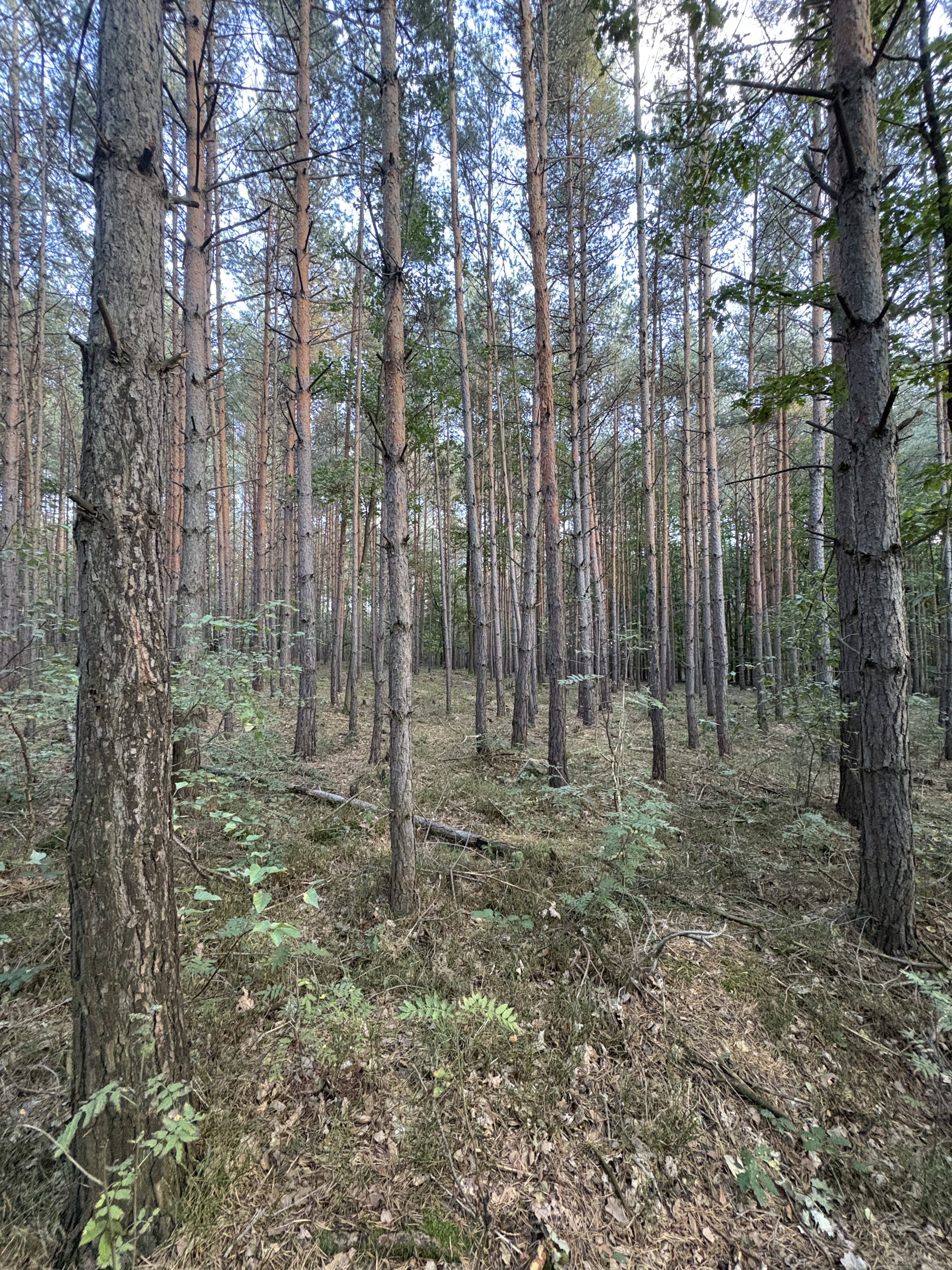 iPhine 16 foto LsA 8