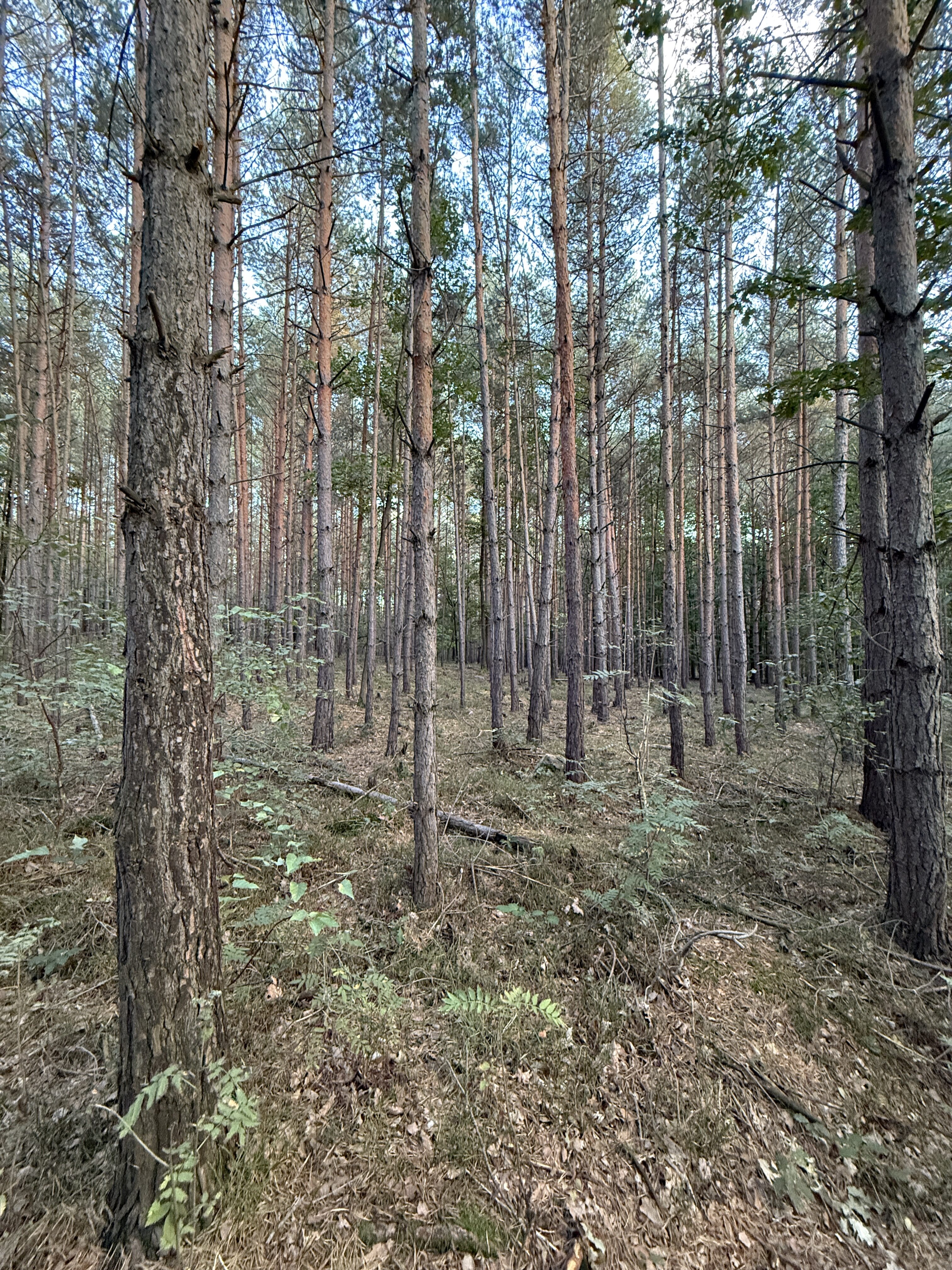 iPhone 16 Pro foto LsA 10