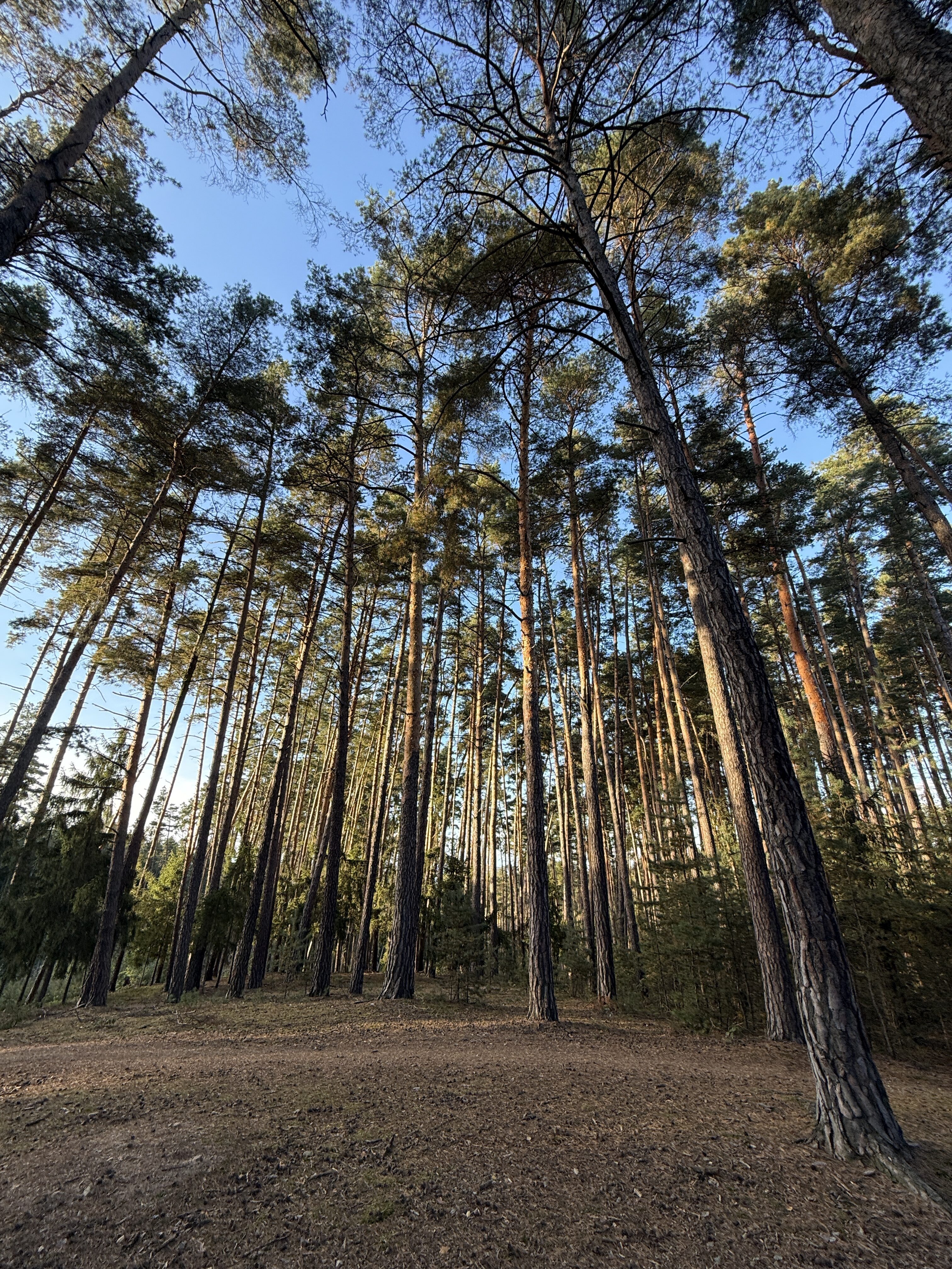 iPhone 16 Pro foto LsA 6