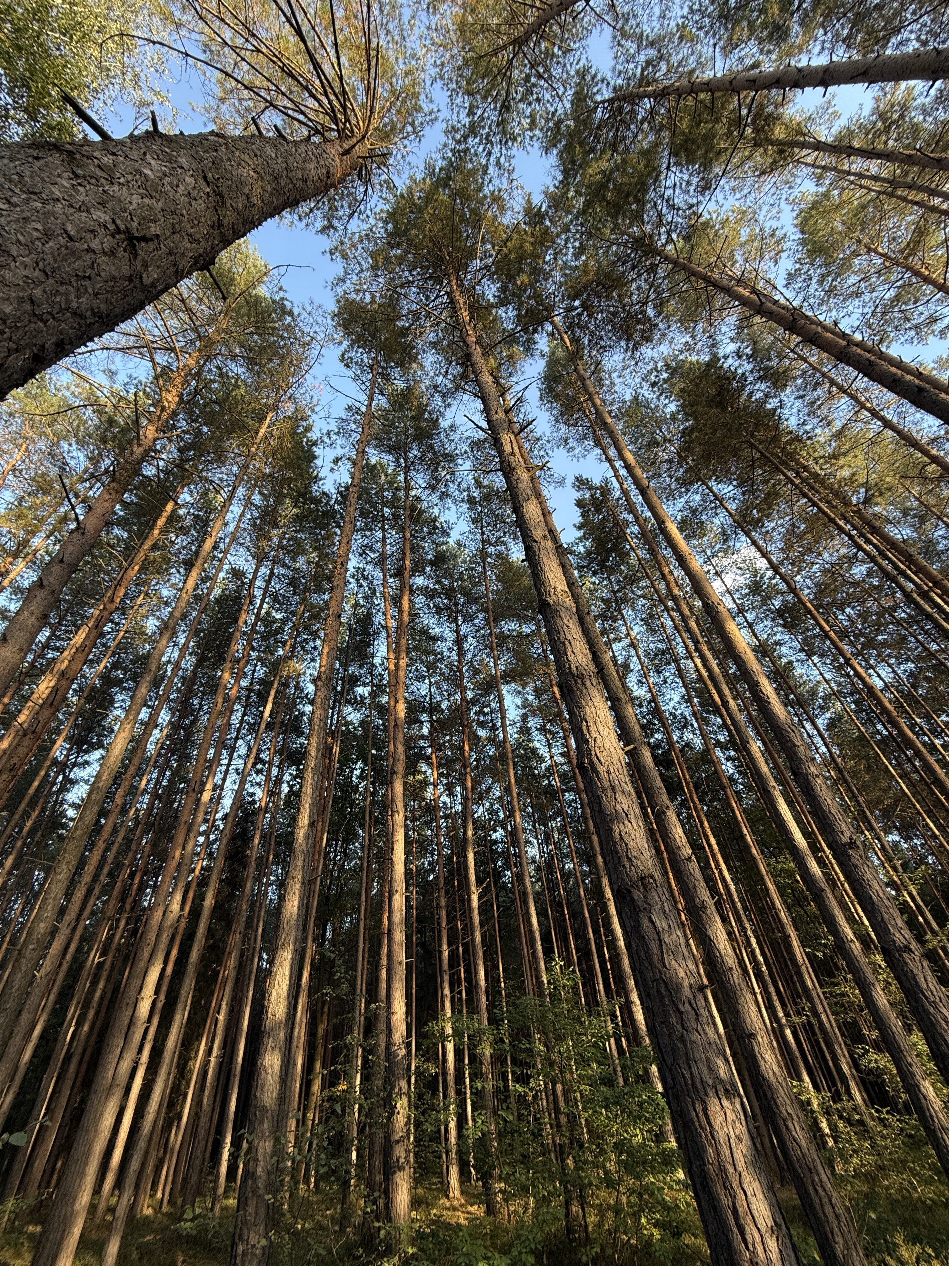 iPhone 16 Pro foto LsA 8