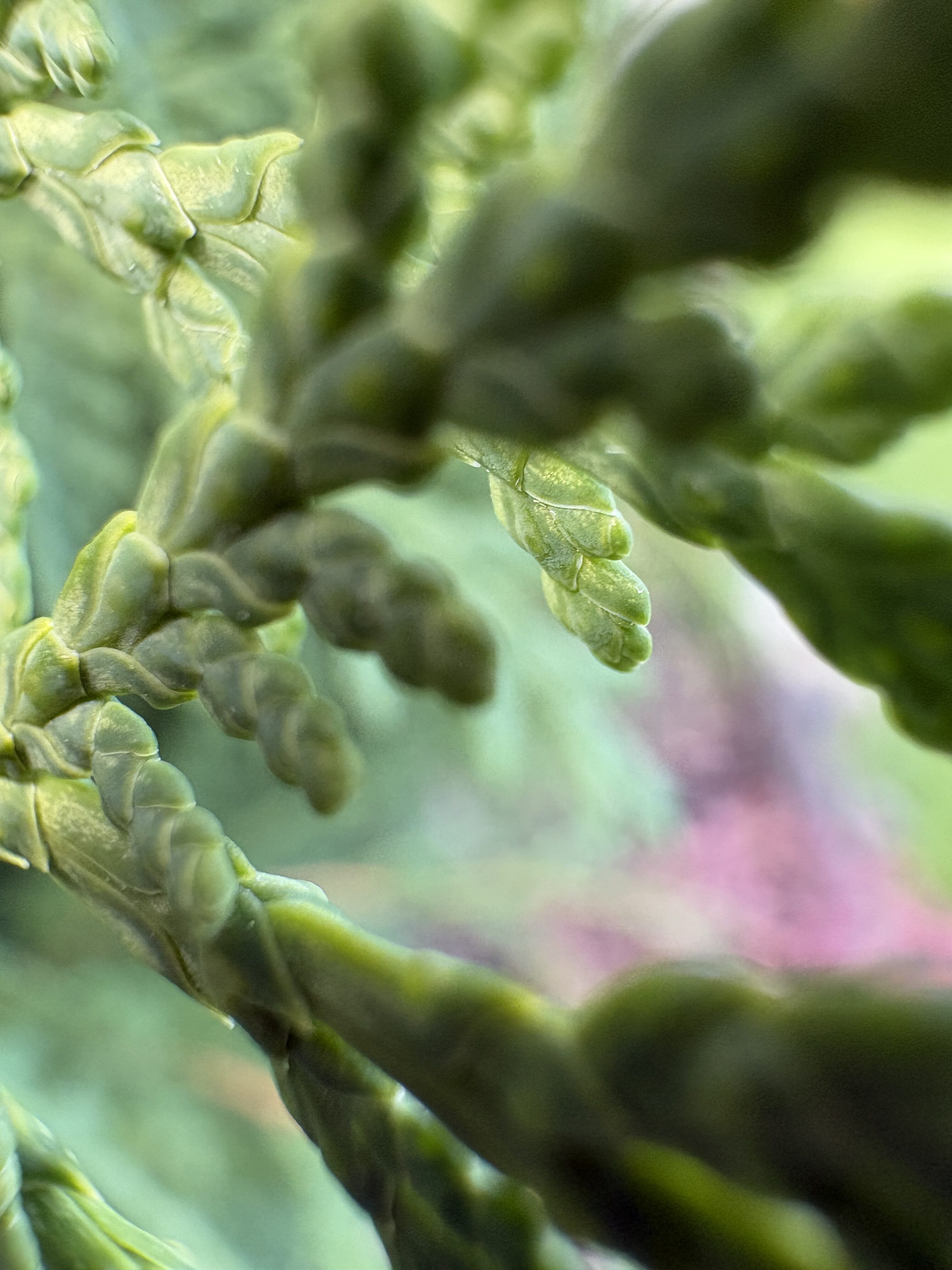 iPhone 16 makro LsA 25