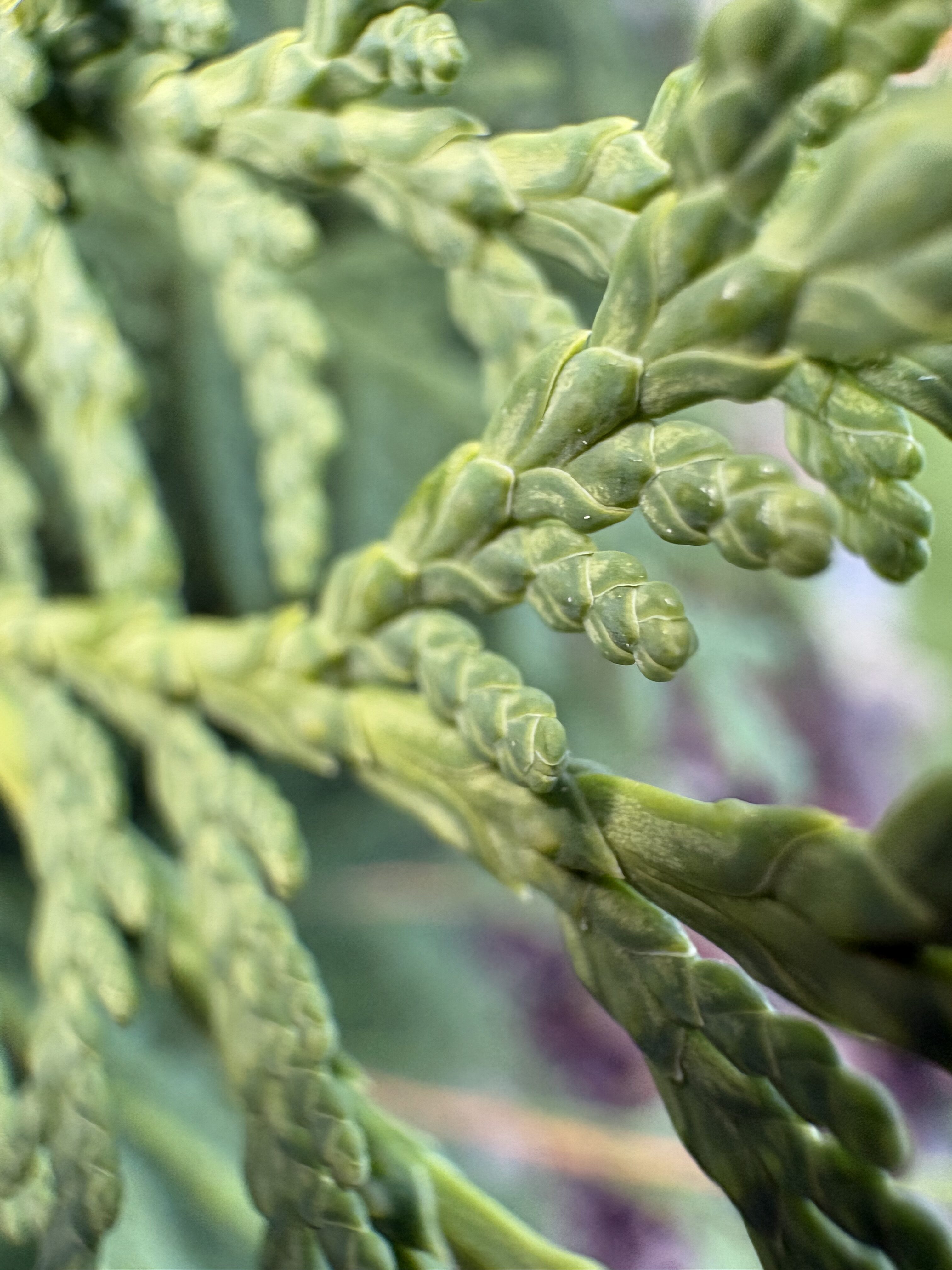 iPhone 16 makro LsA 27