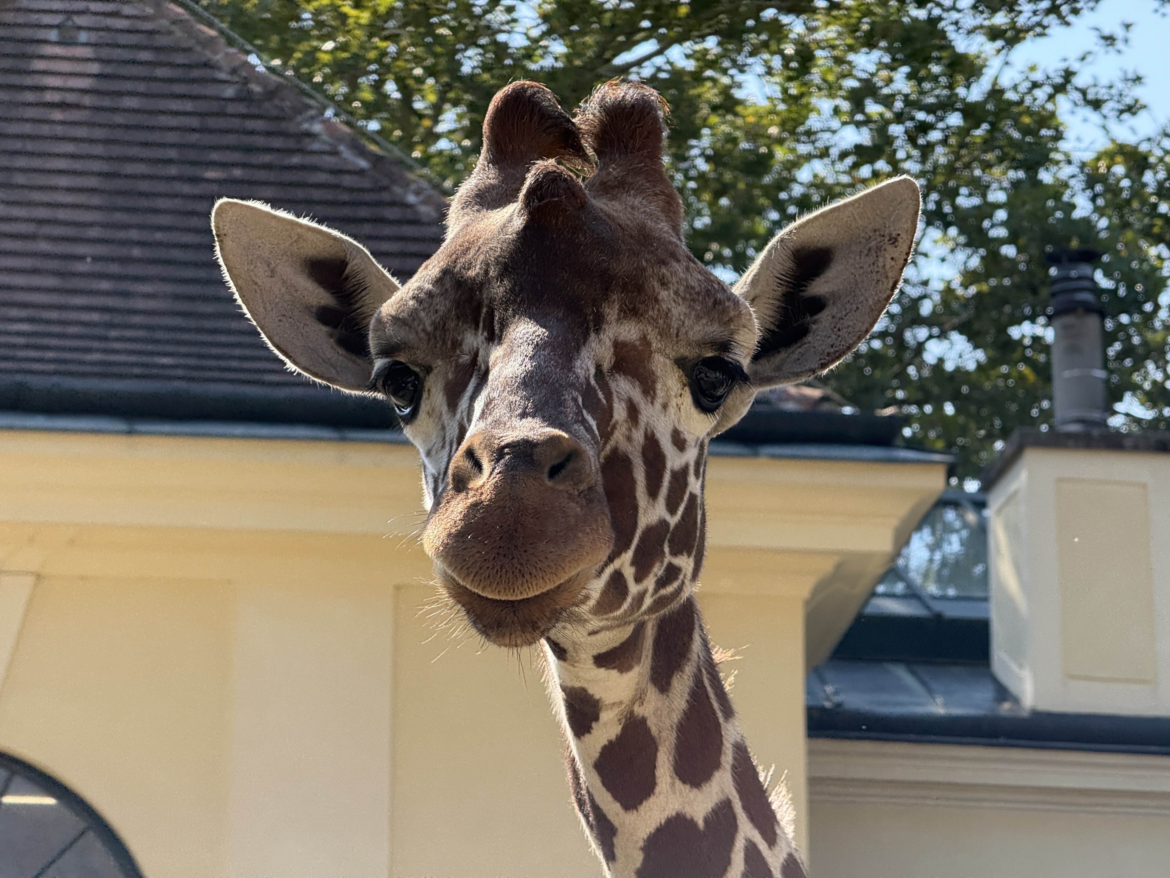 koala in tree surrounded by leaves