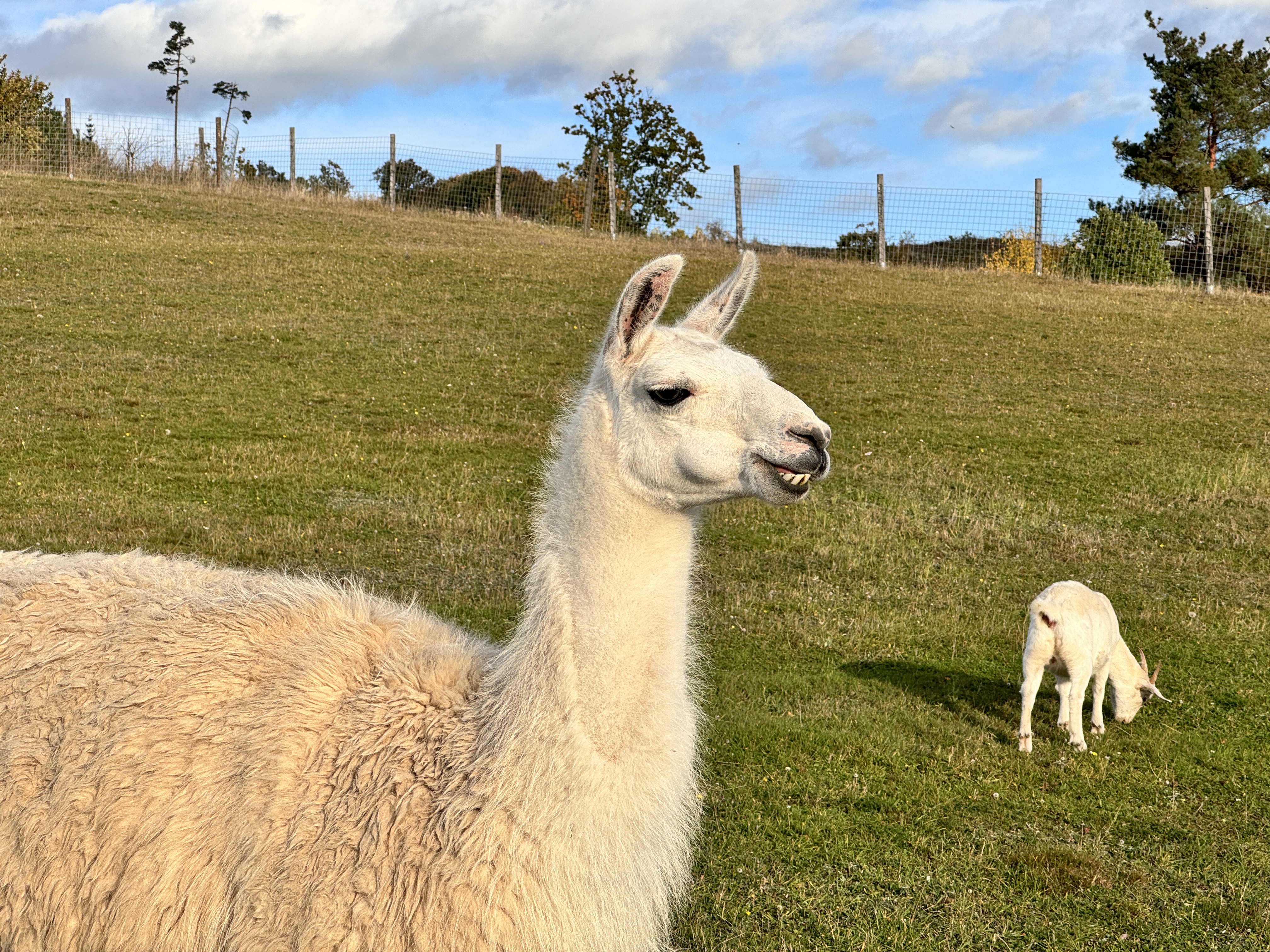 llama in field