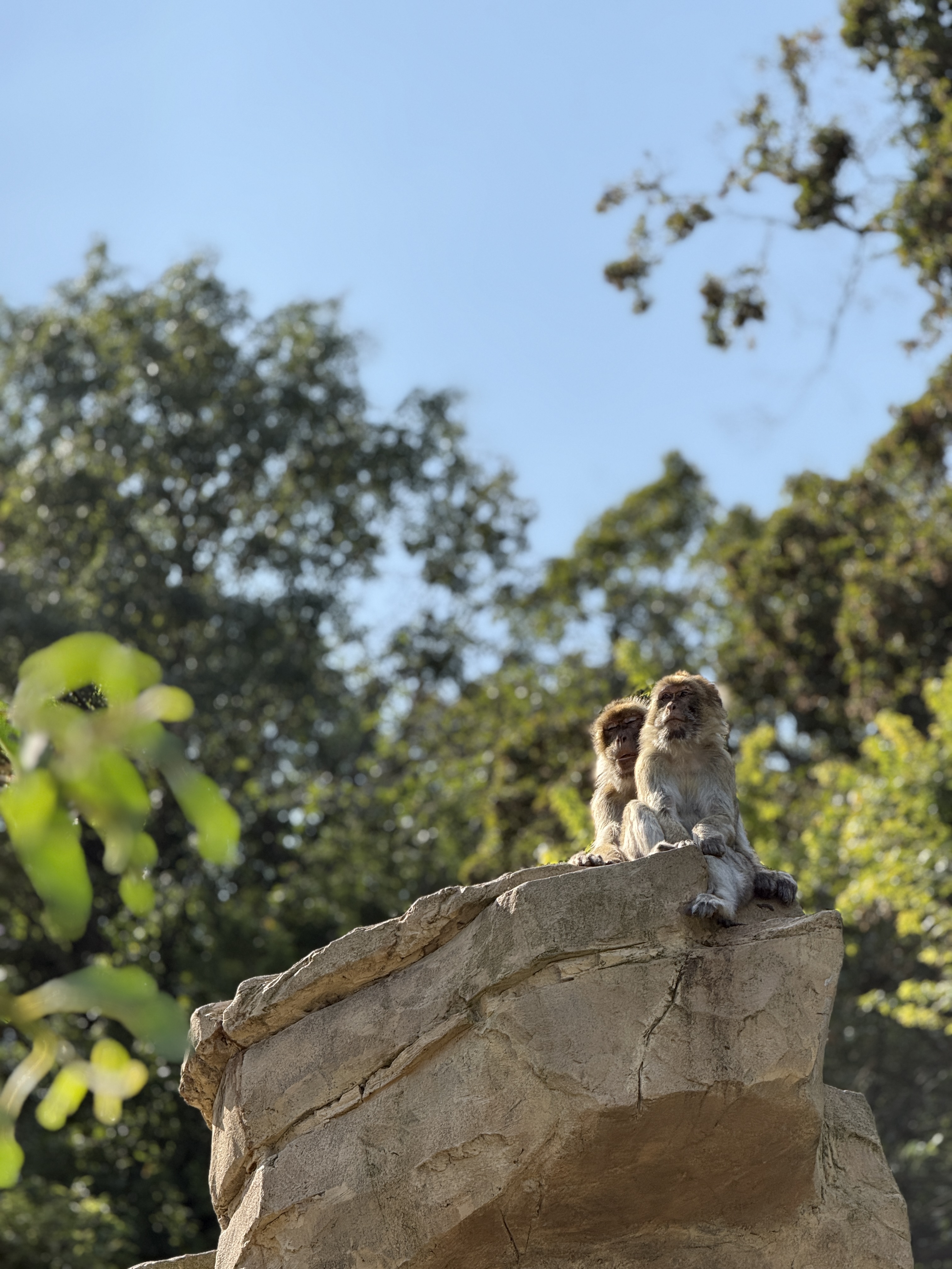 monkeys on rock with trees