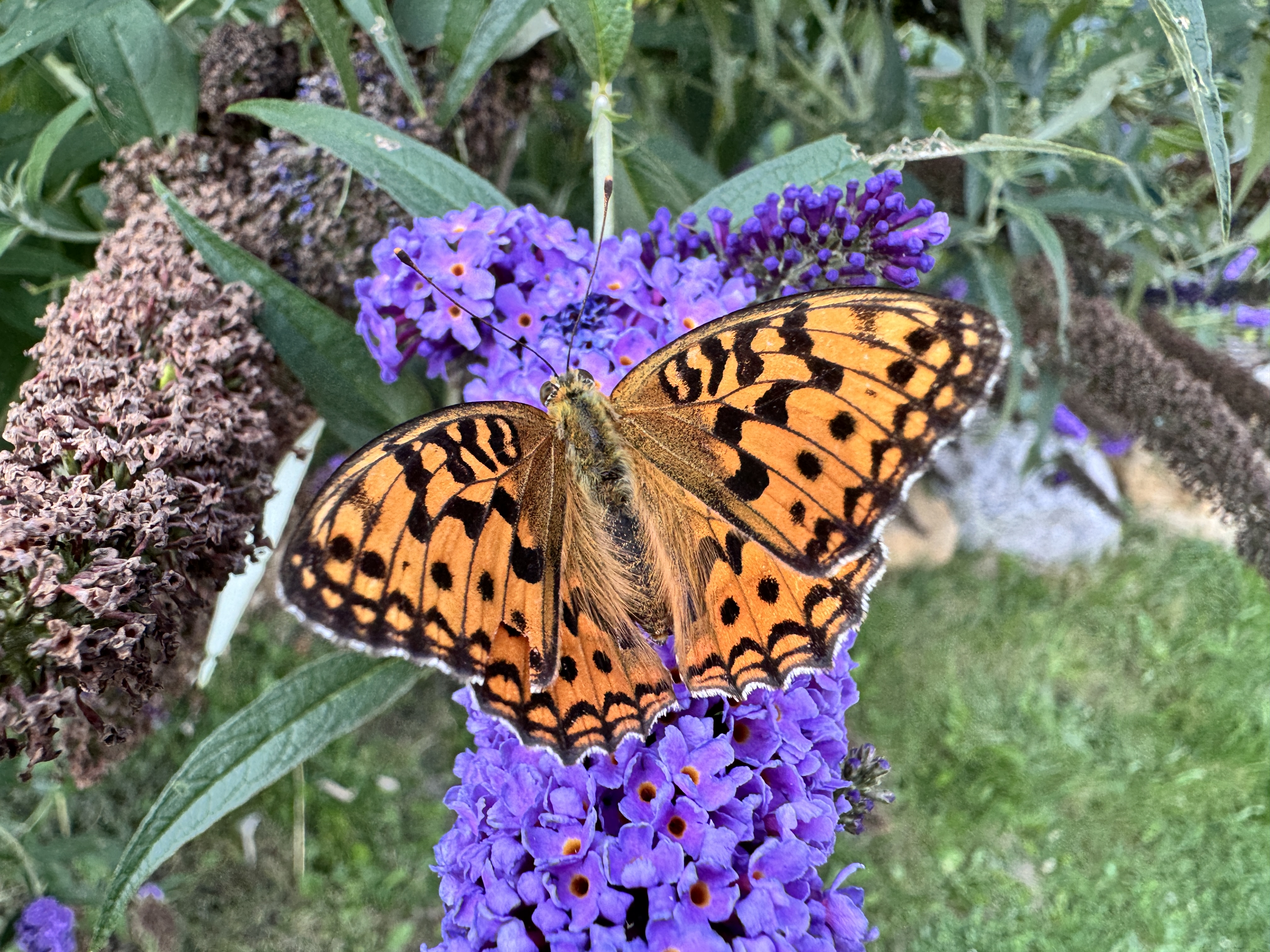 orange butterfly on purple flowers