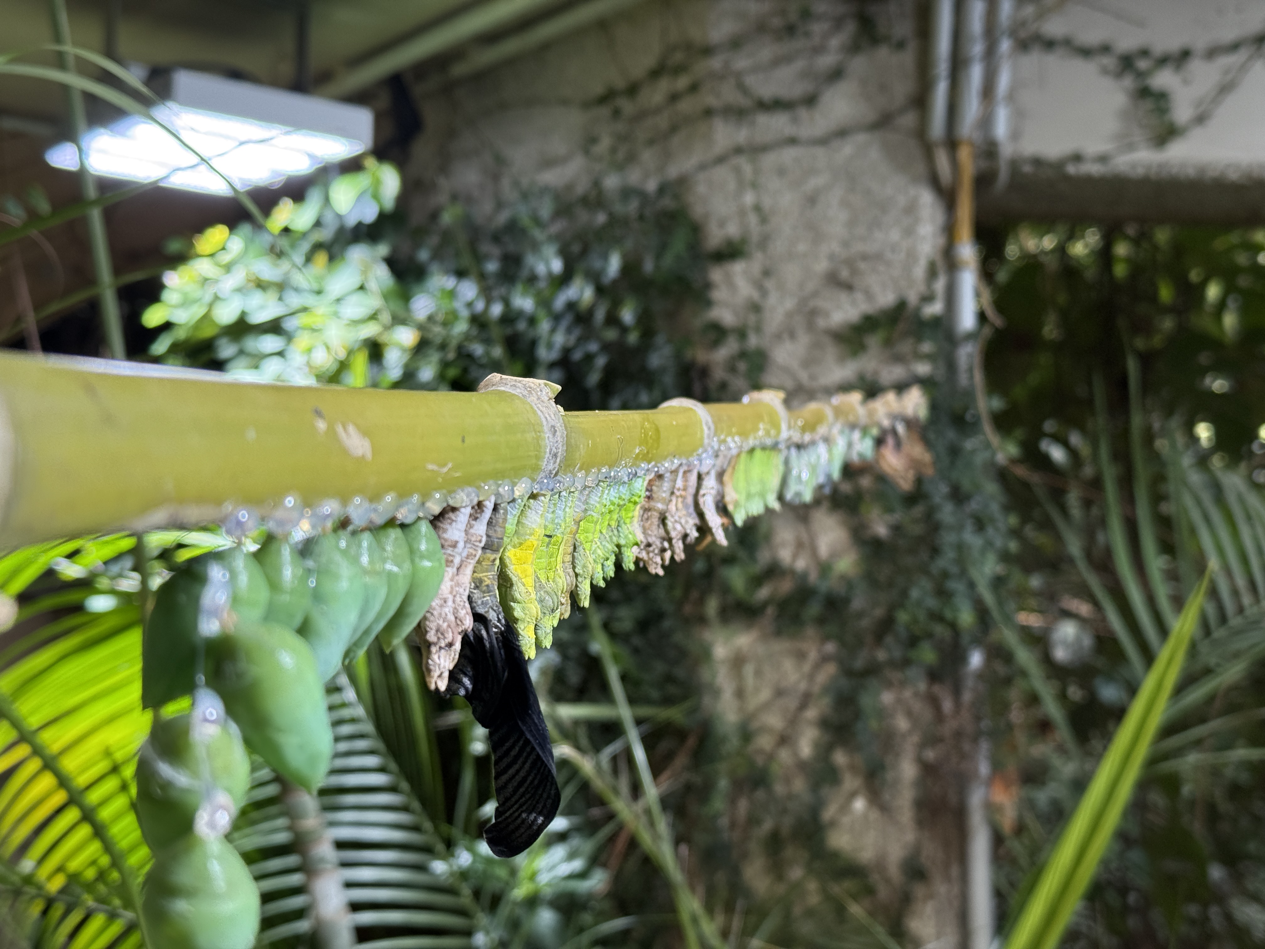 orangutan in natural habitat