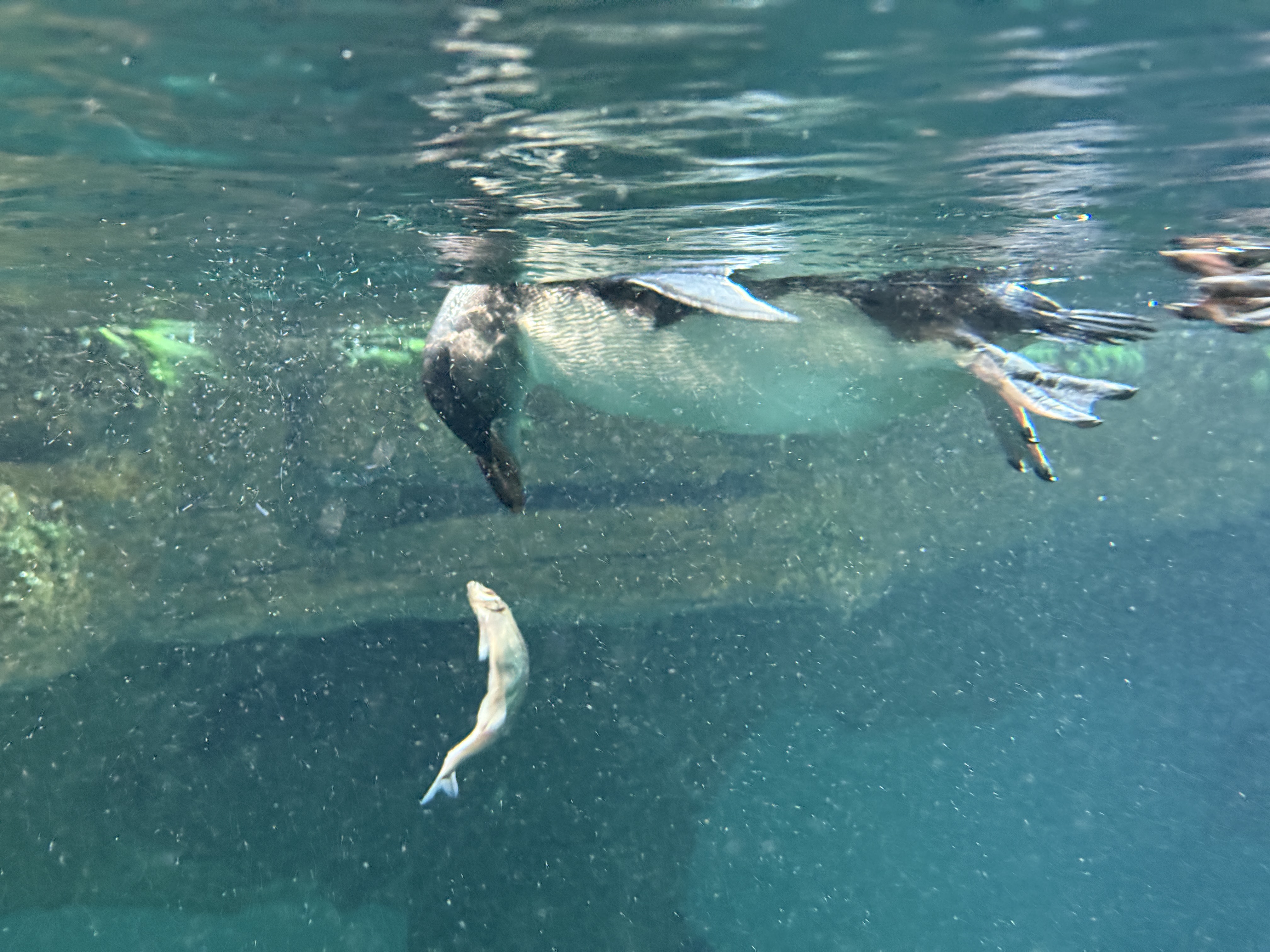 penguin underwater chasing fish