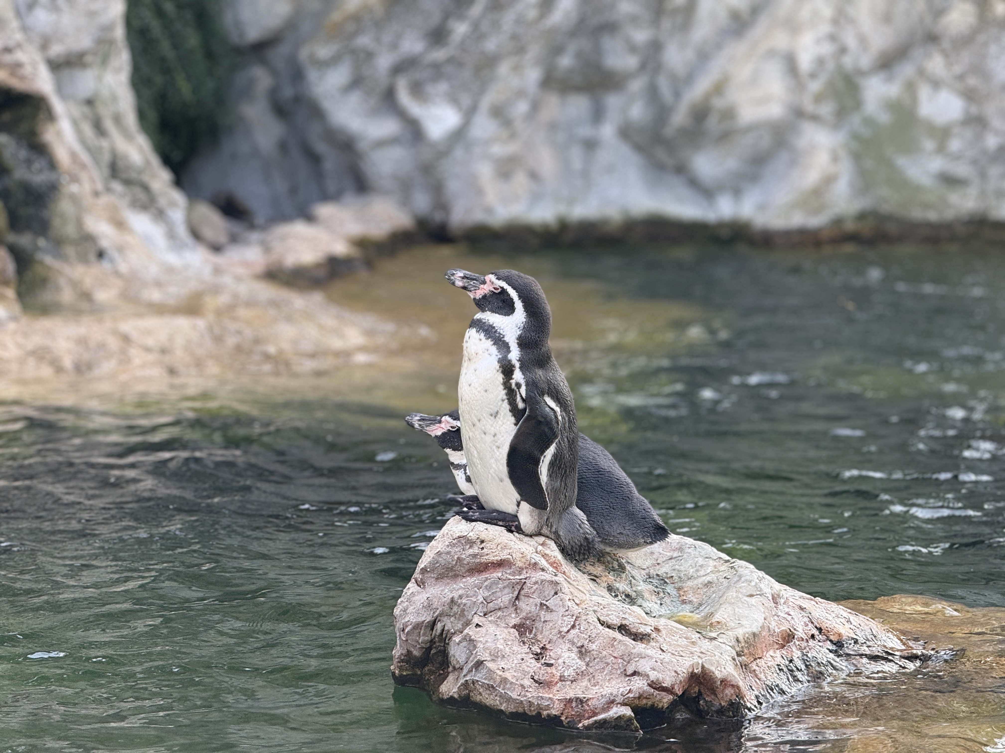penguins on rock near water