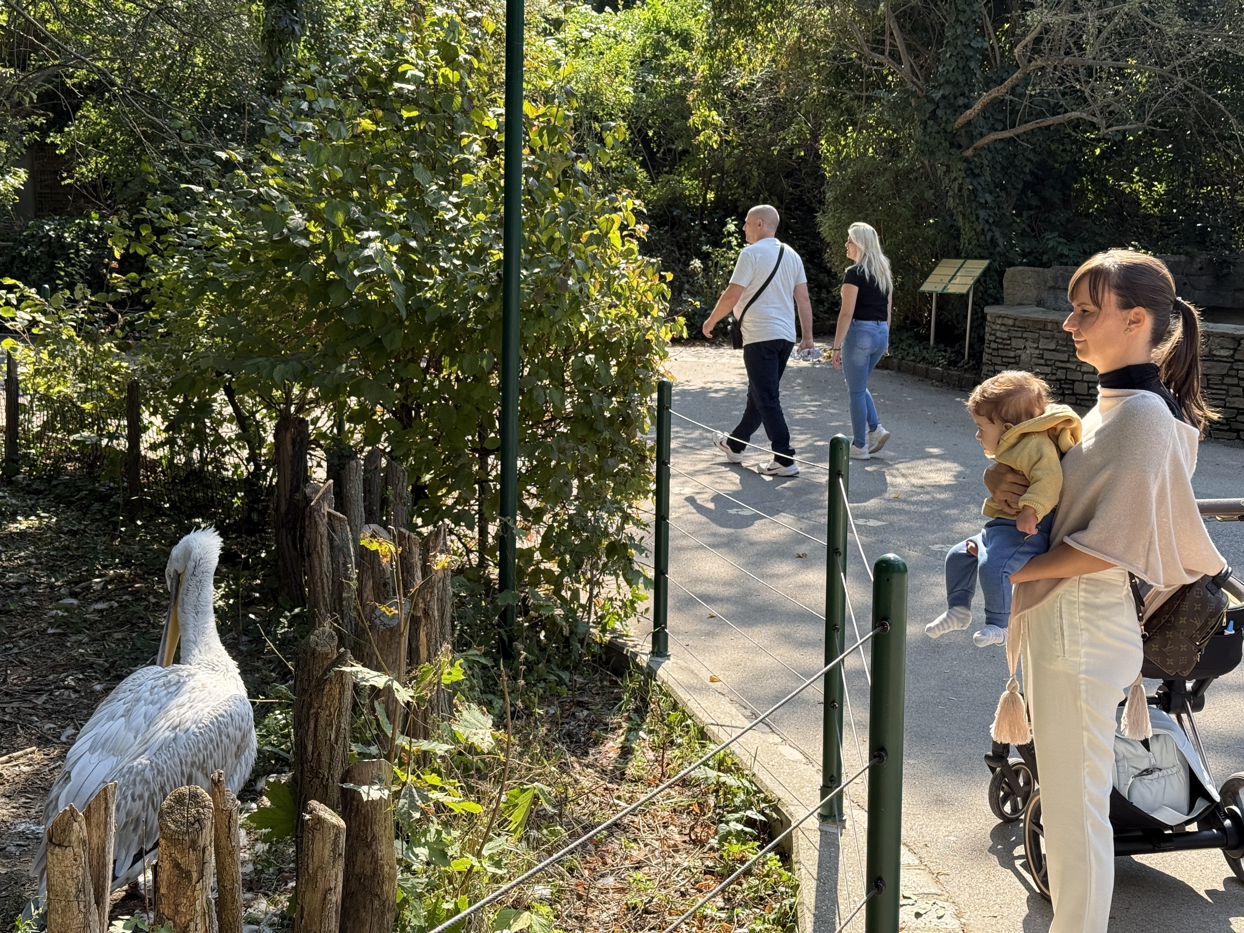 people observing pelican in zoo