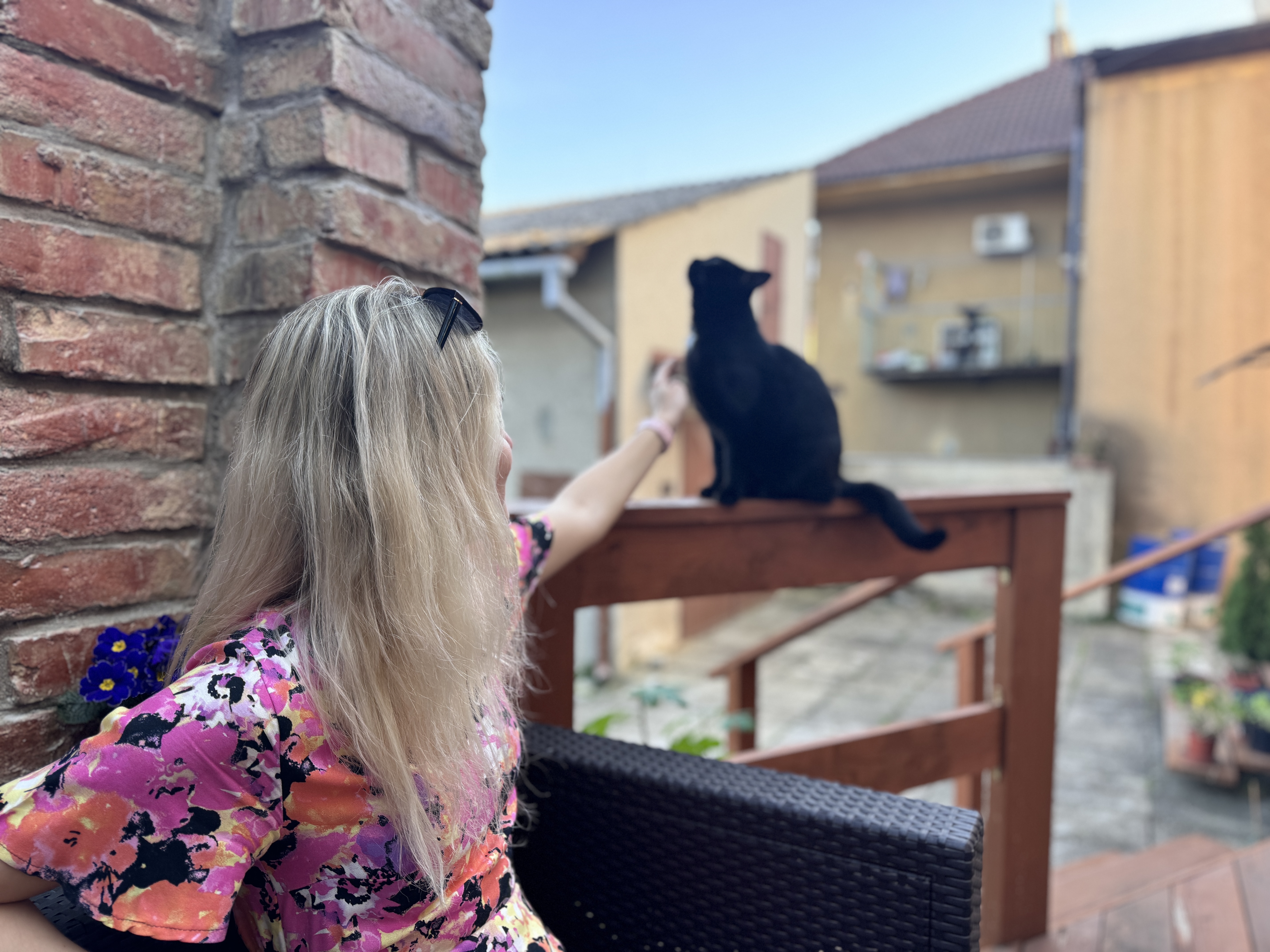 person interacting with black cat