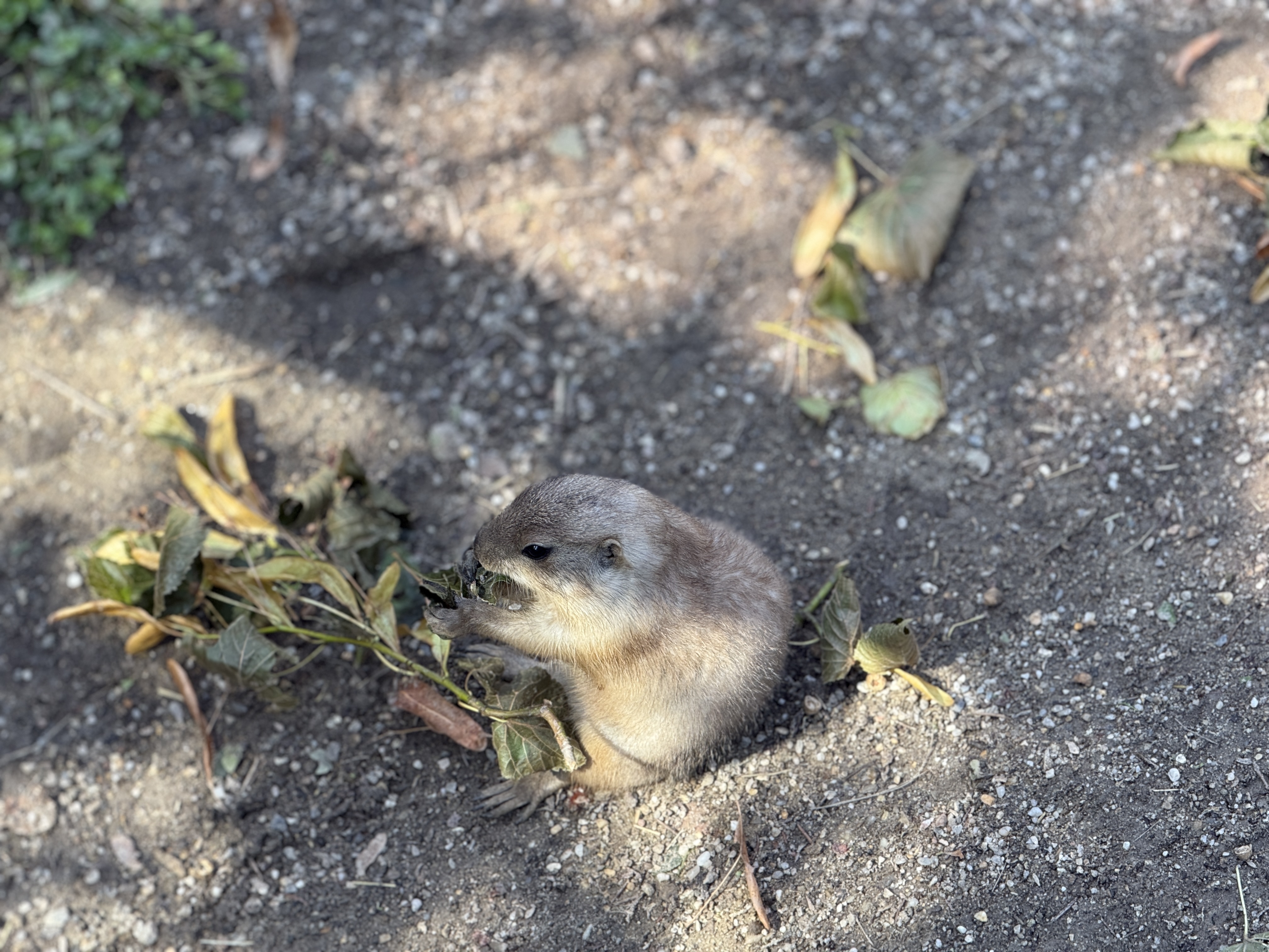 prairie dog eating leaves