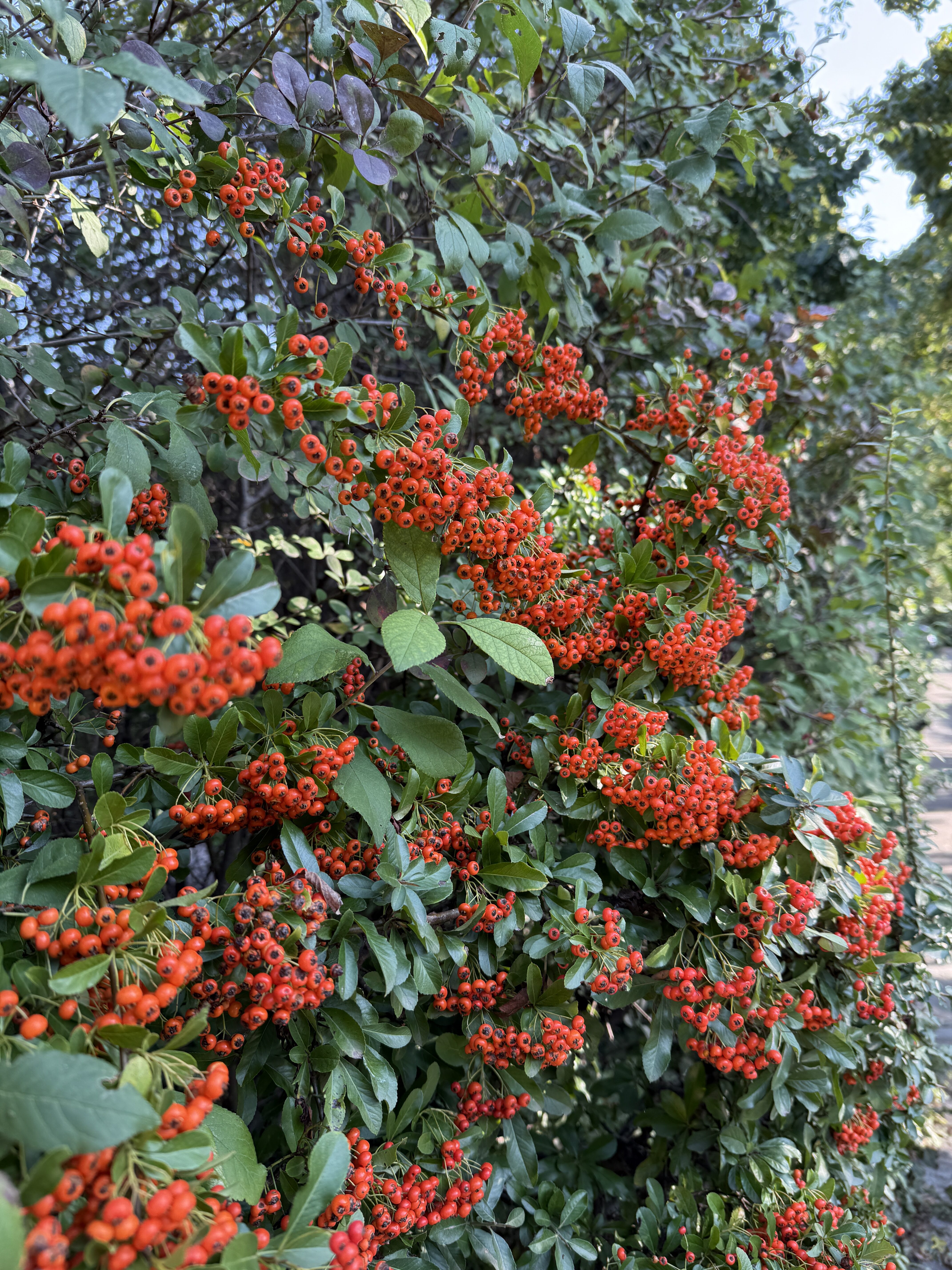 red berries on bush