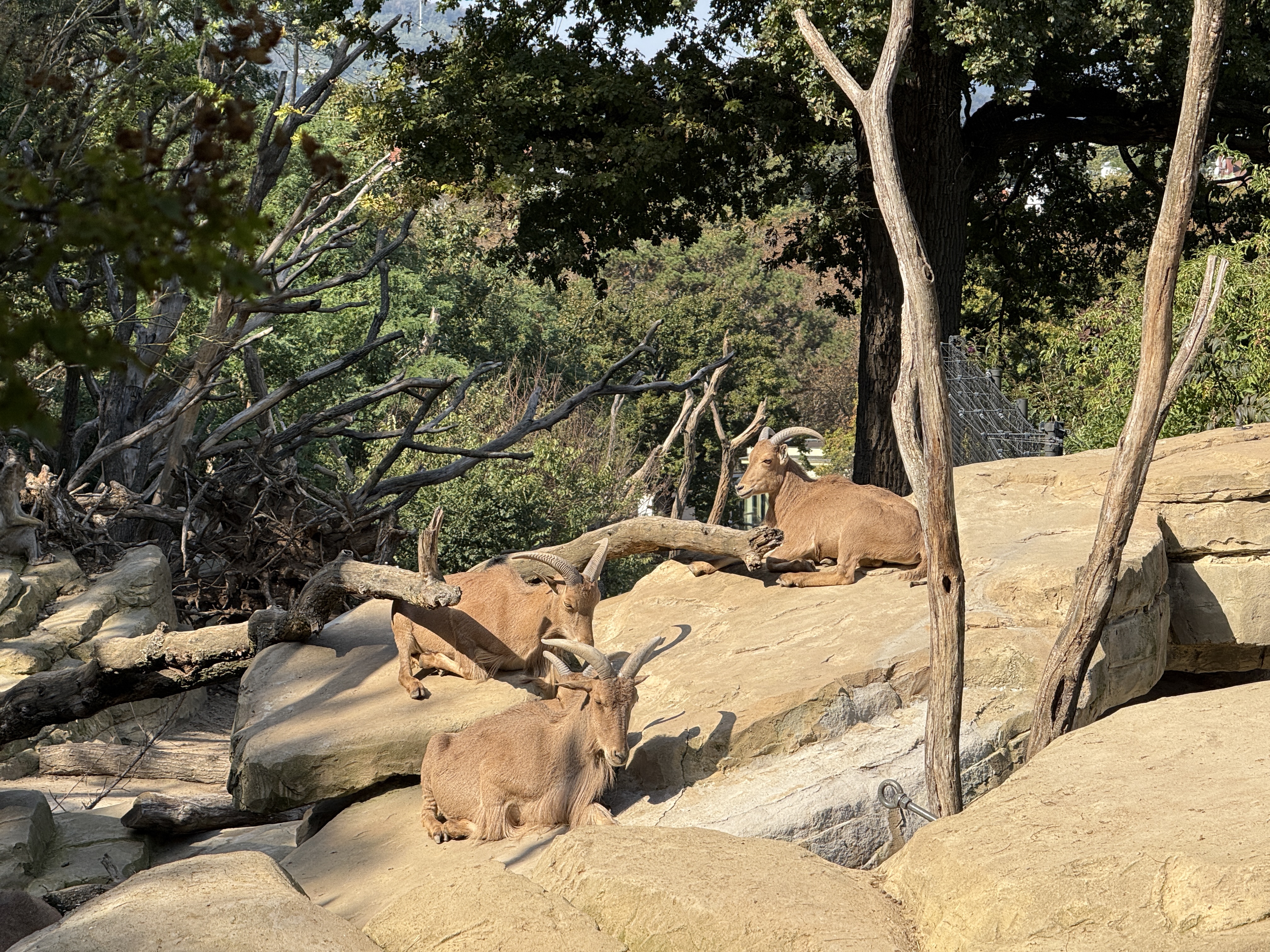 resting mountain goats rocky habitat