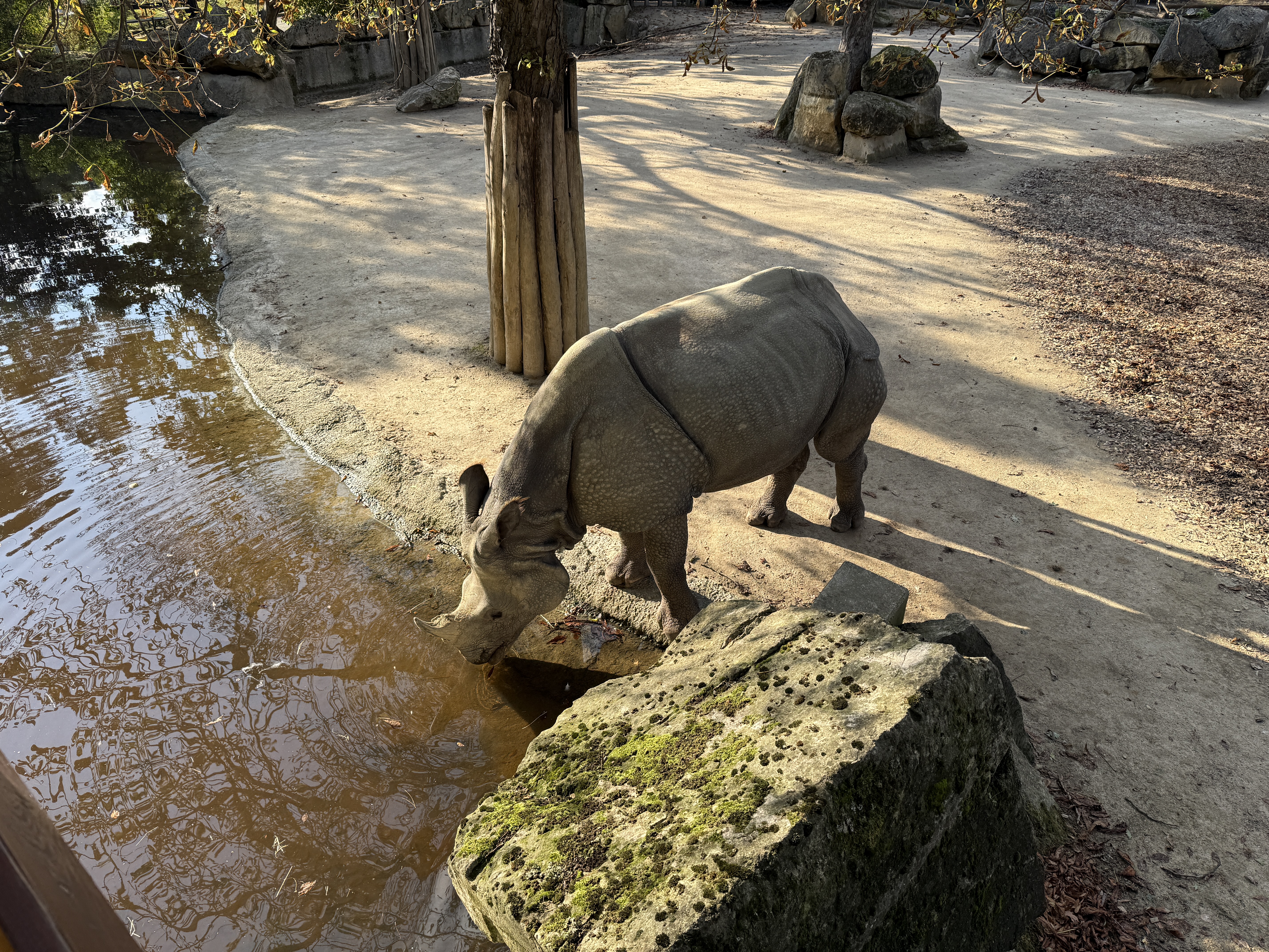rhinoceros drinking water