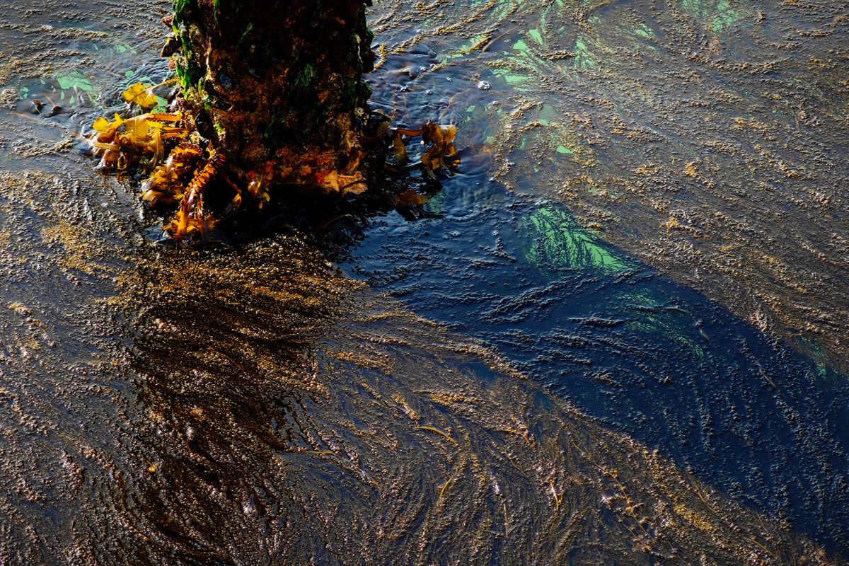 seaweed on water