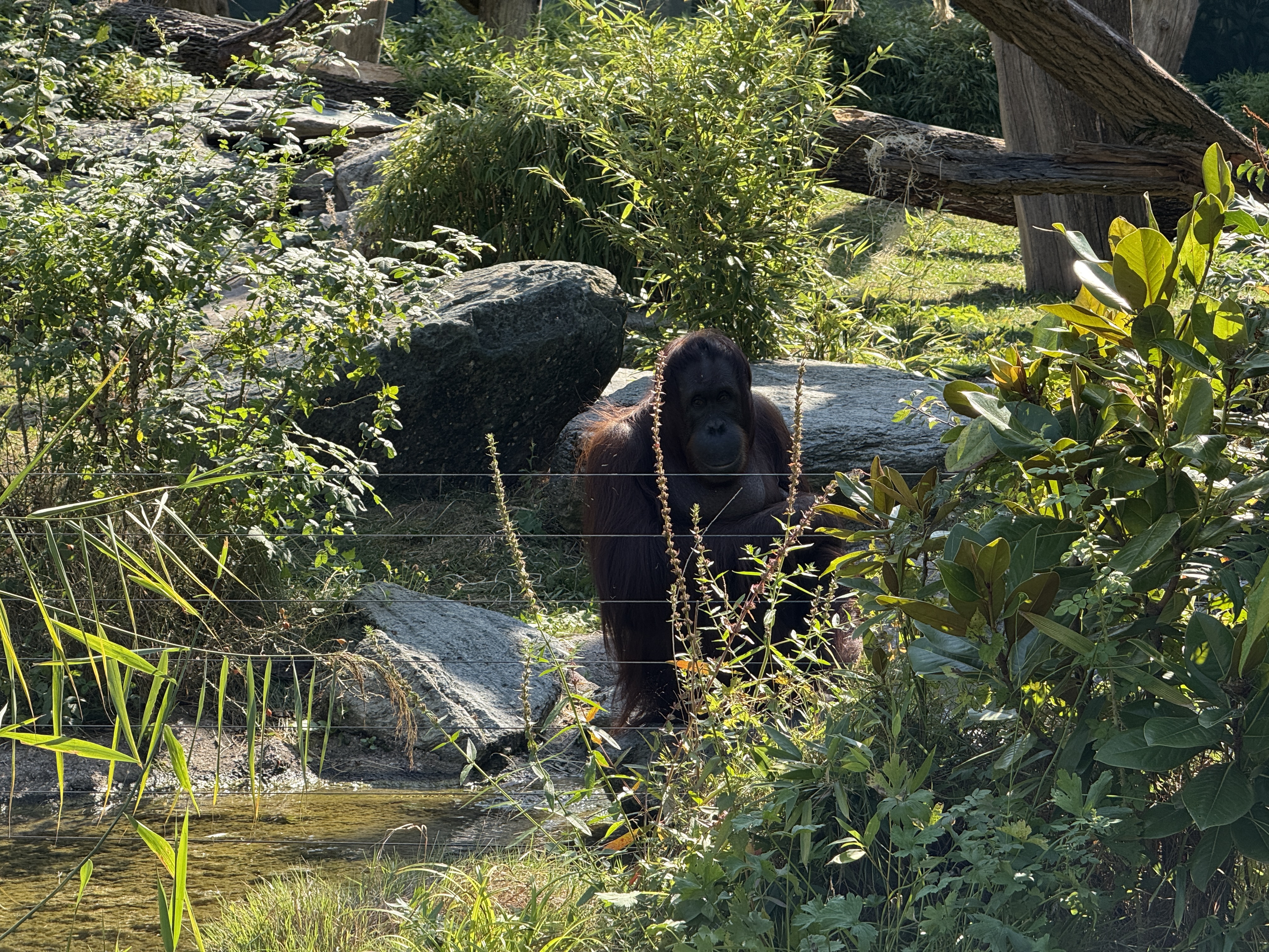 sloth hanging on rope