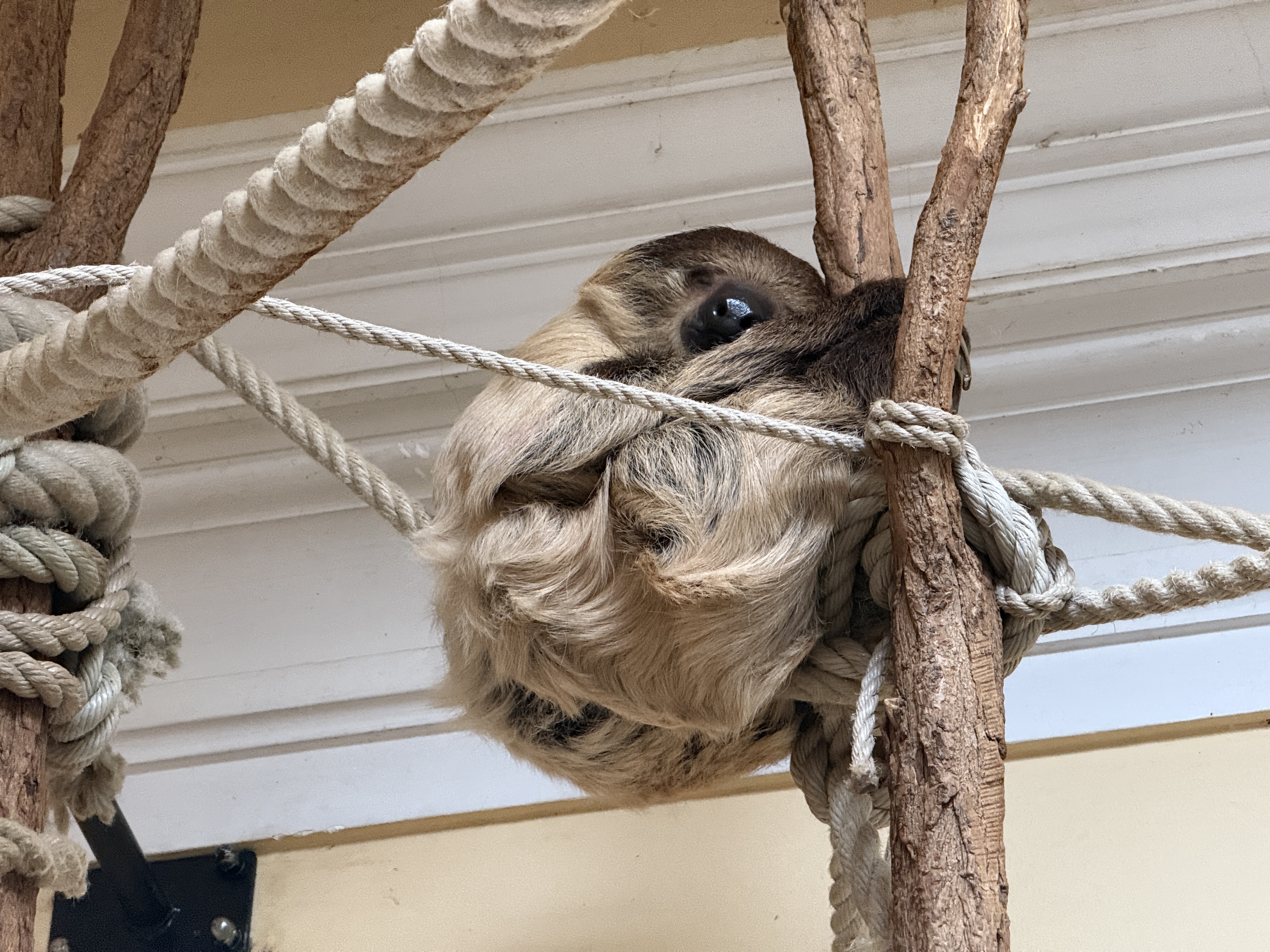 sloth on rope