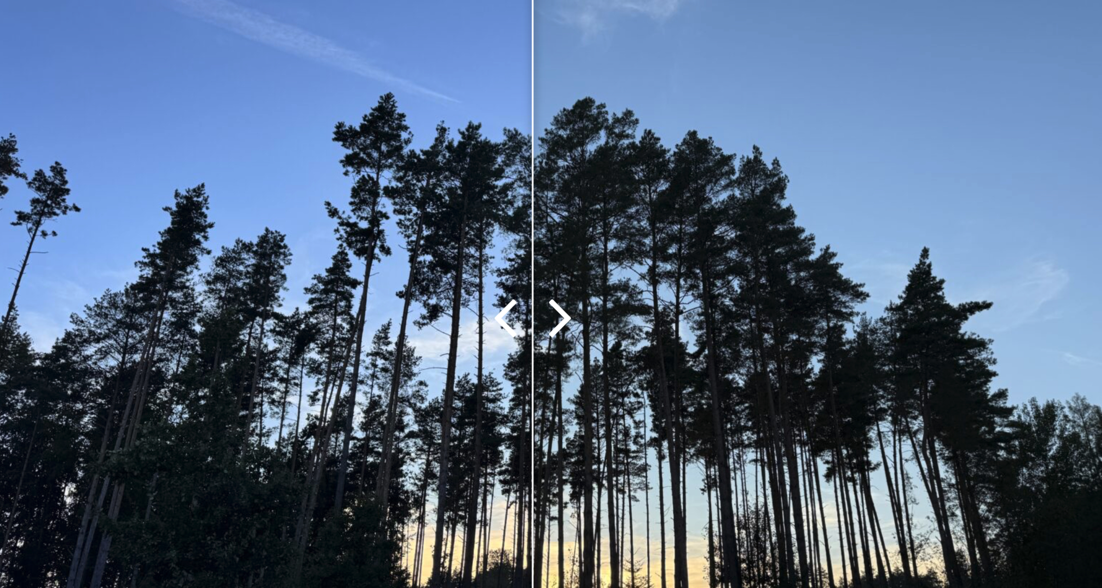 split view forest sky
