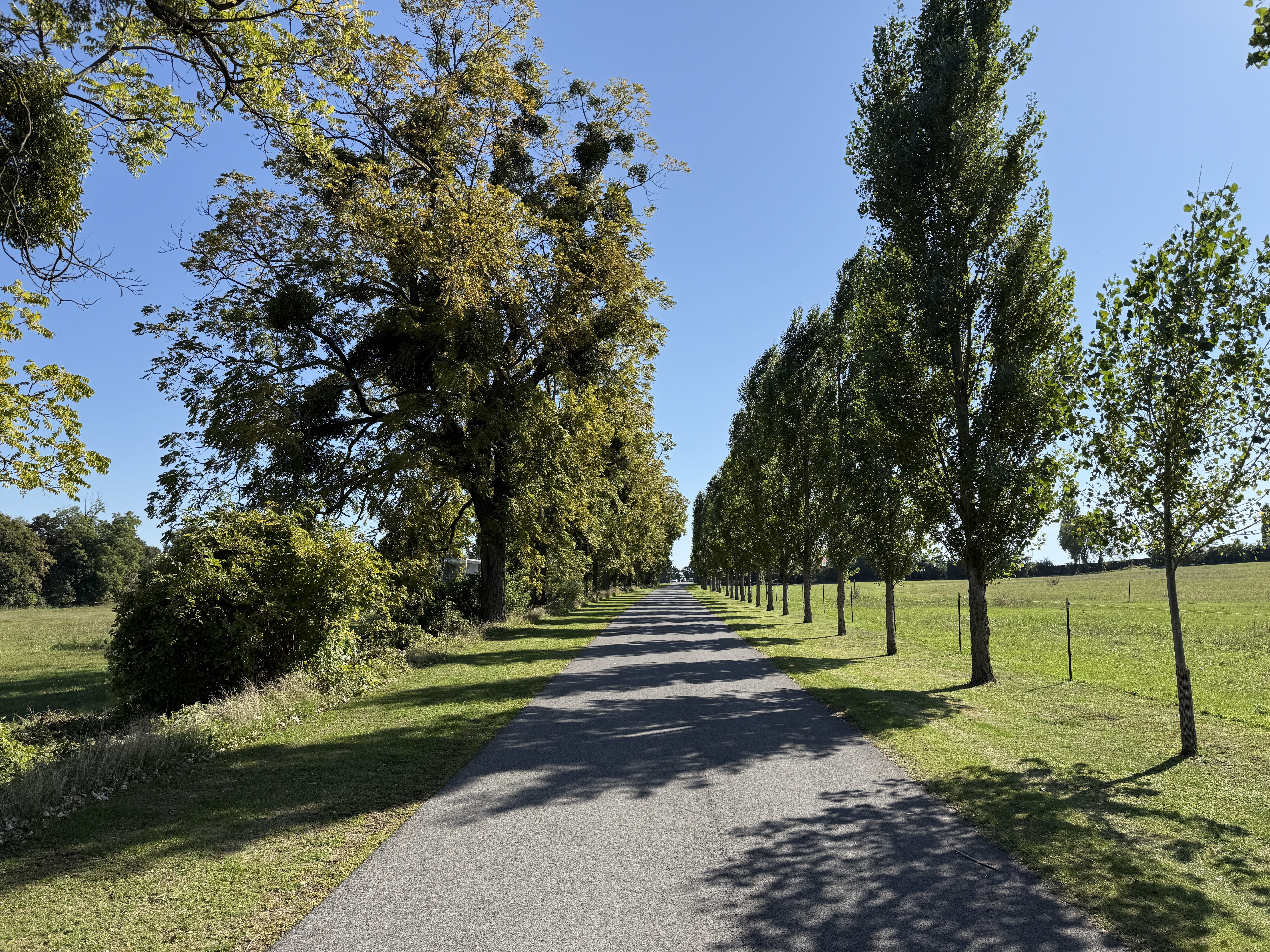 tree lined road in countryside