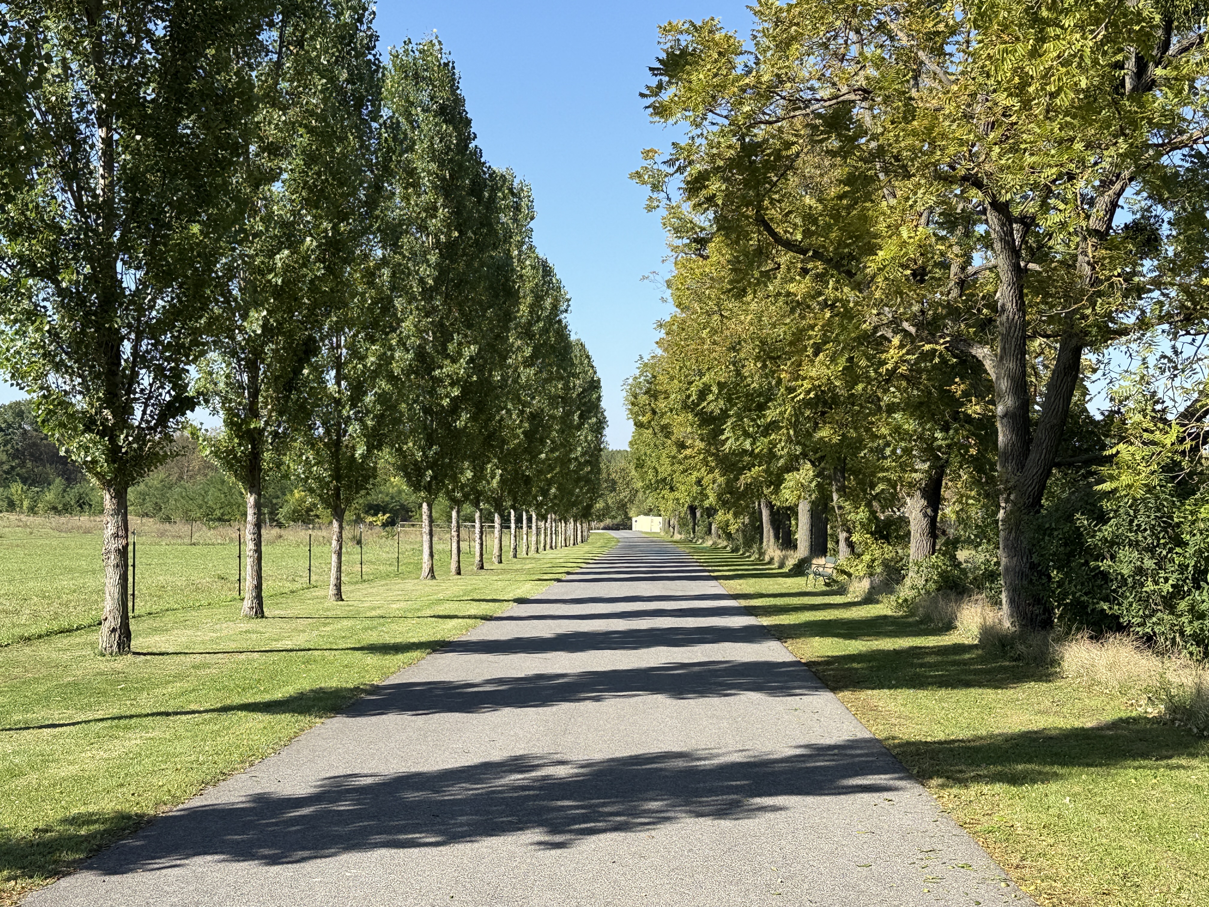 tree lined road