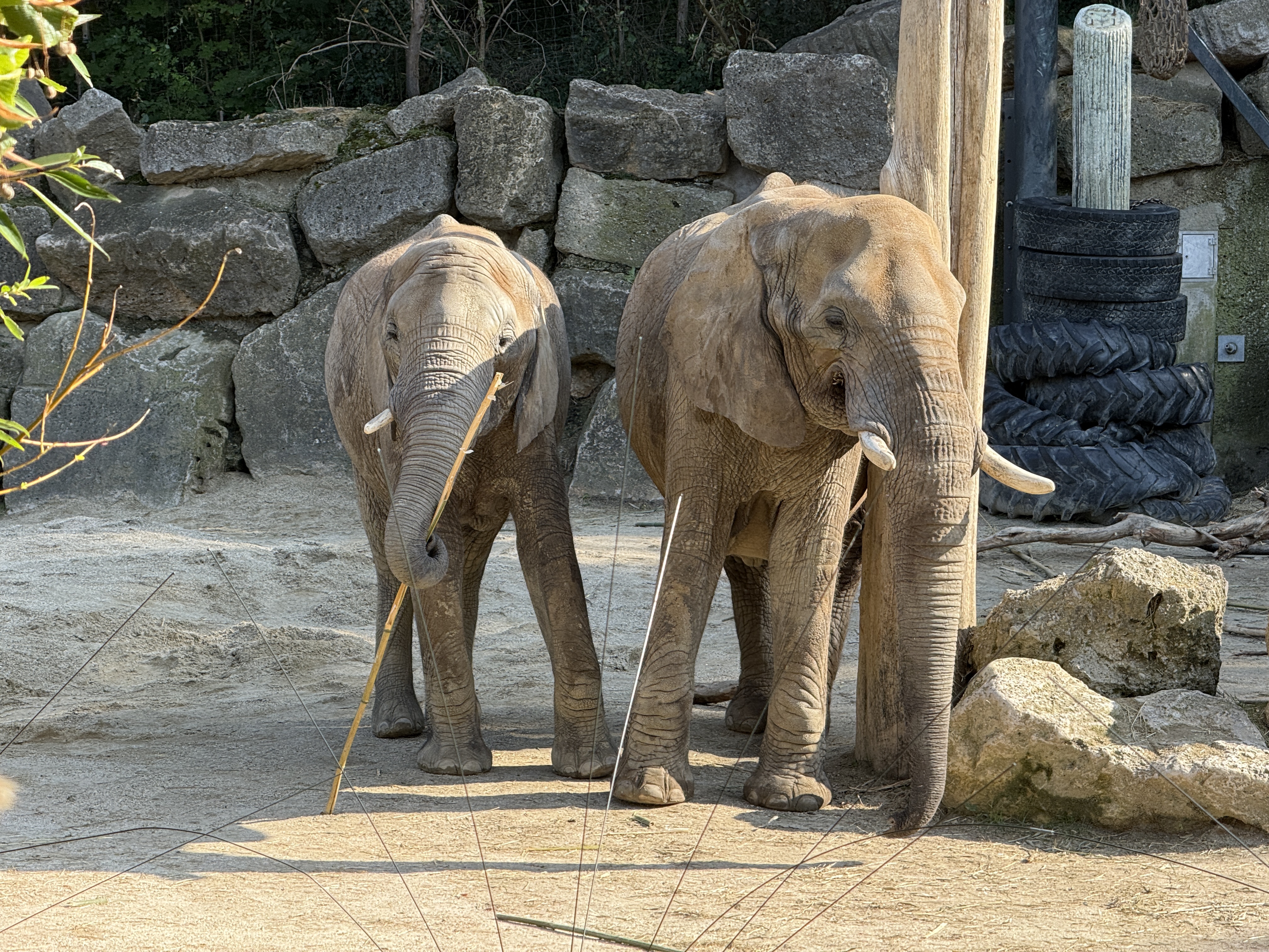two elephants in zoo