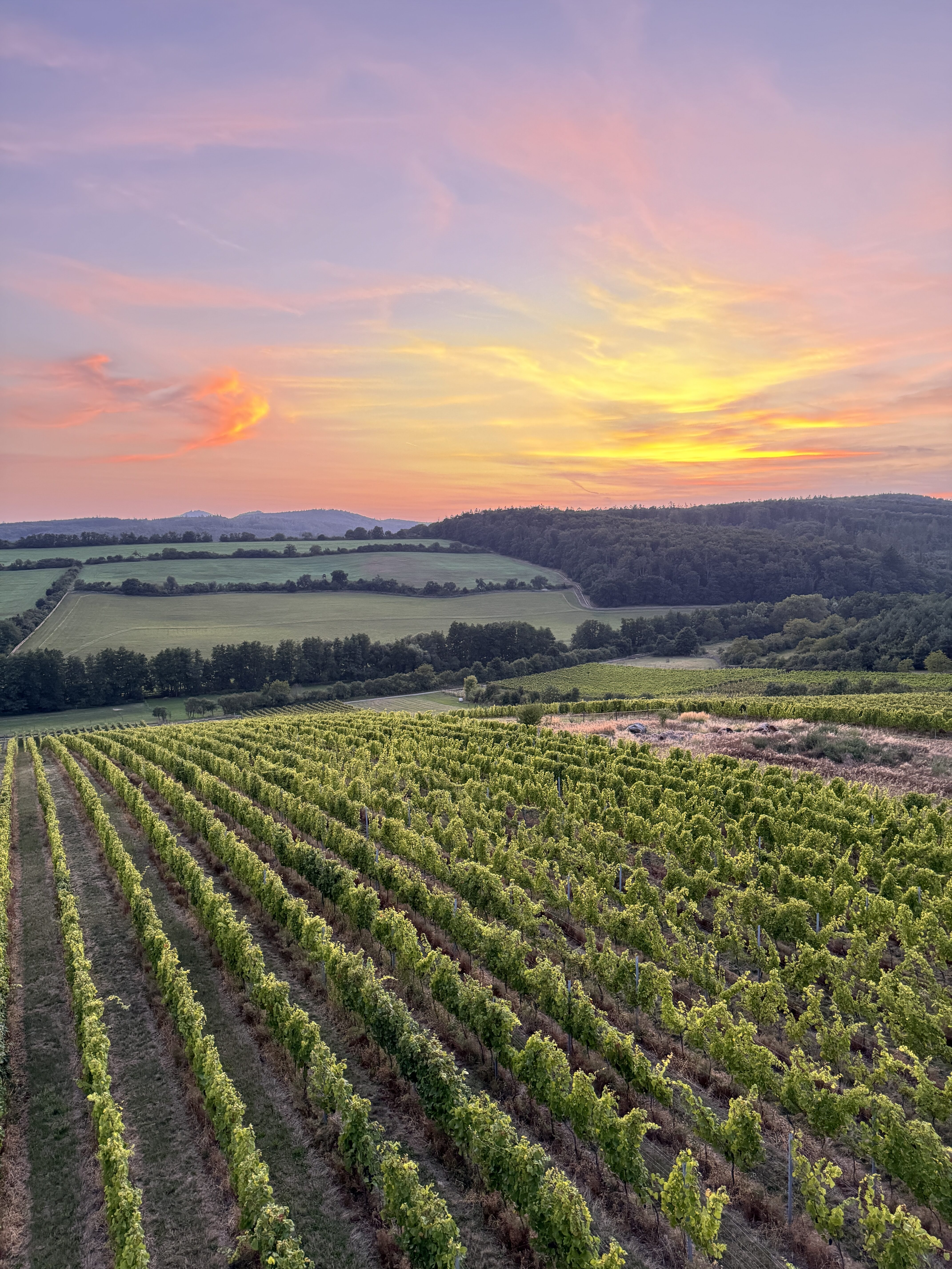 vineyard sunset landscape