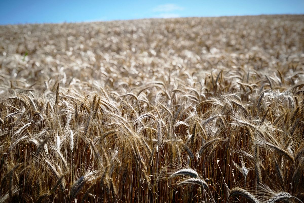 wheat field close up