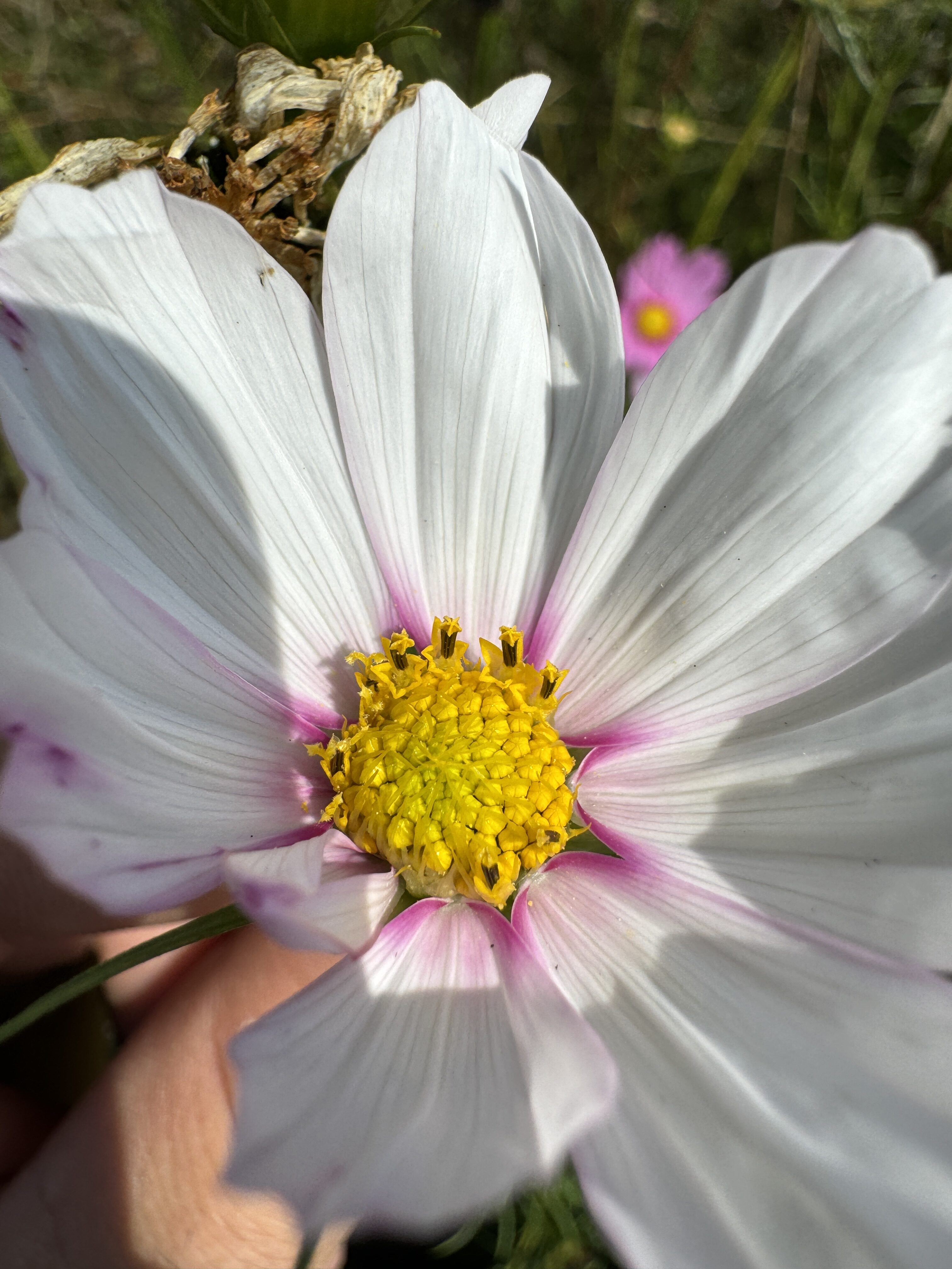 white flower closeup