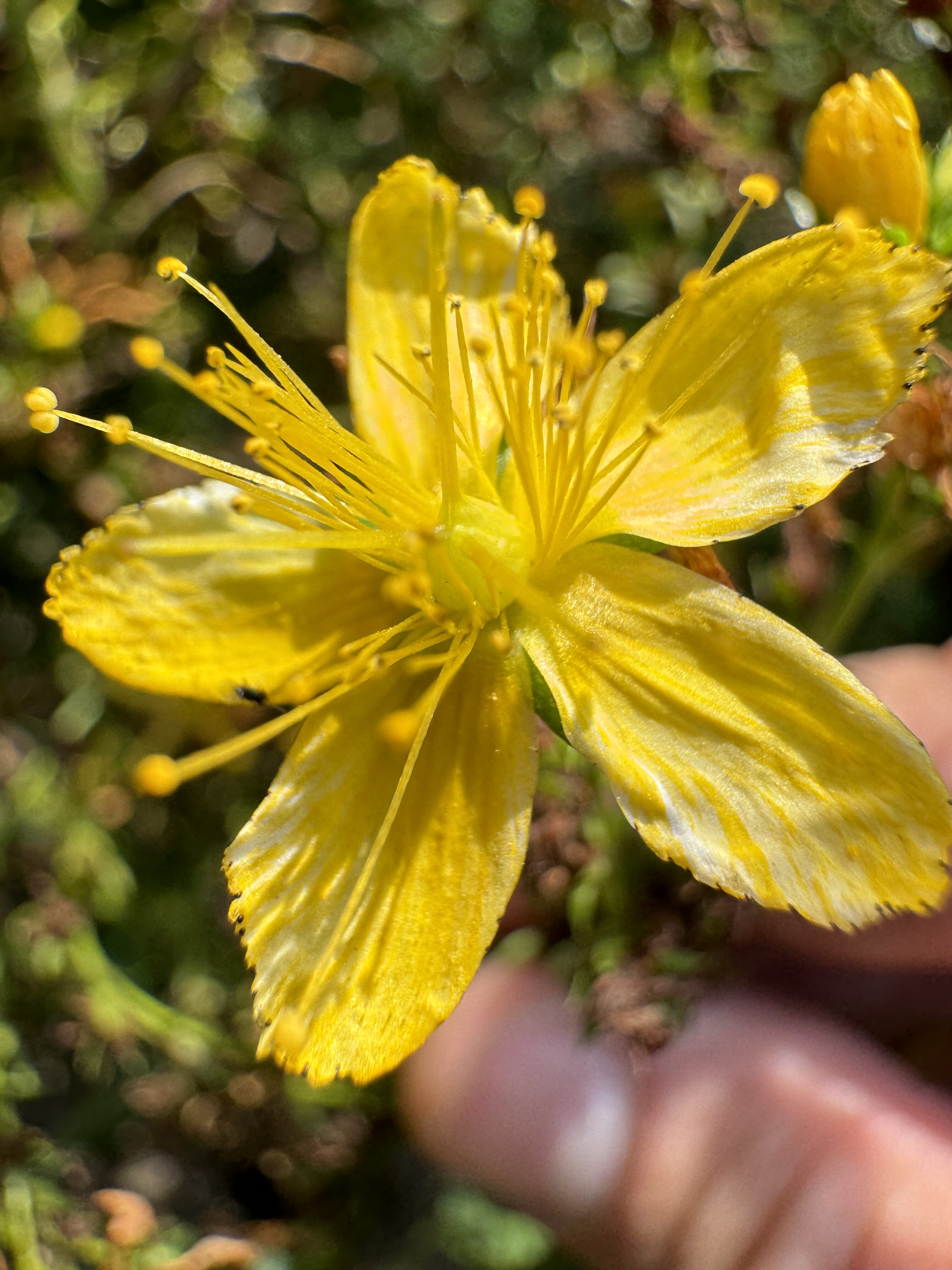 yellow flower closeup
