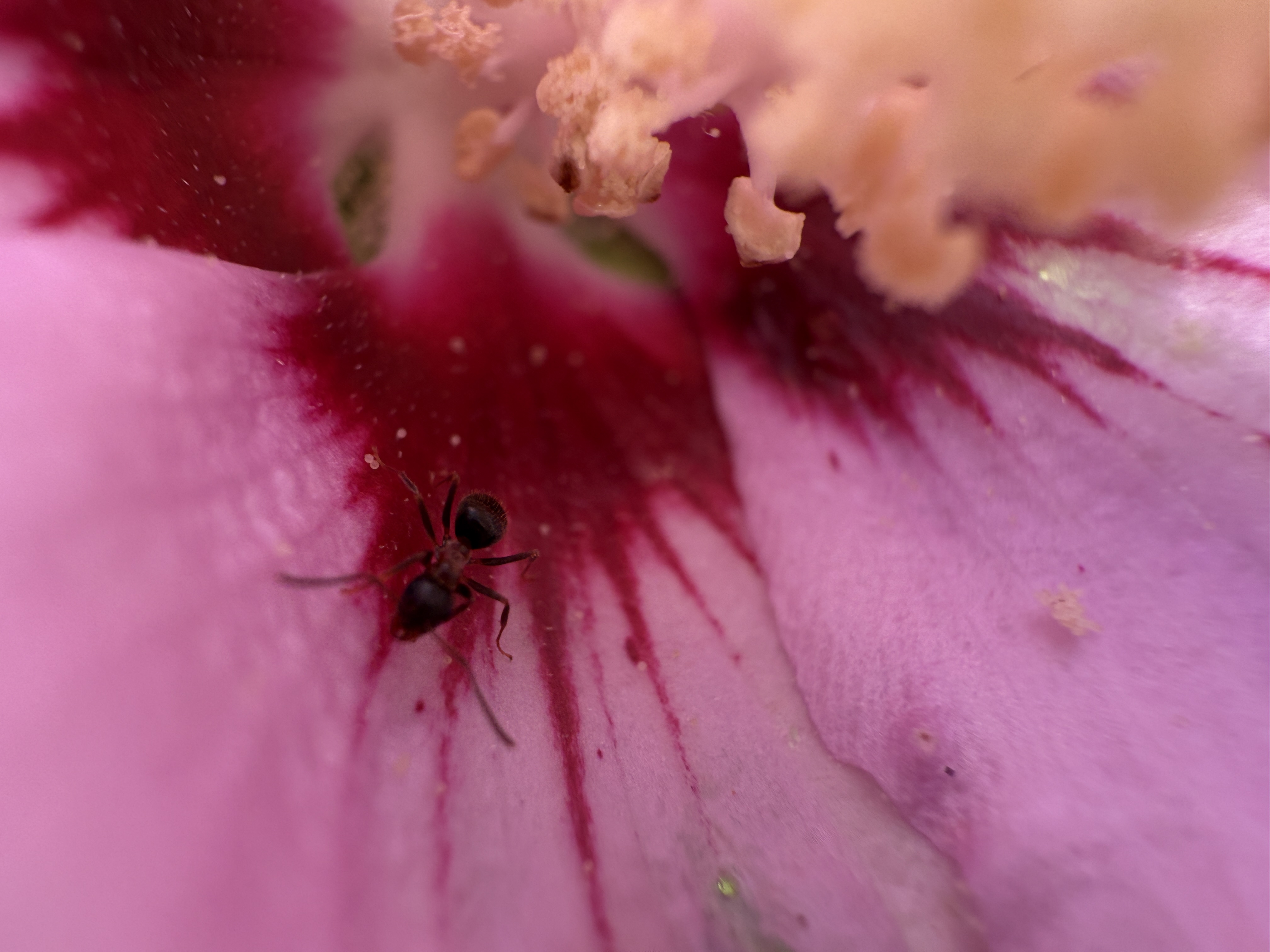 ant on pink flower